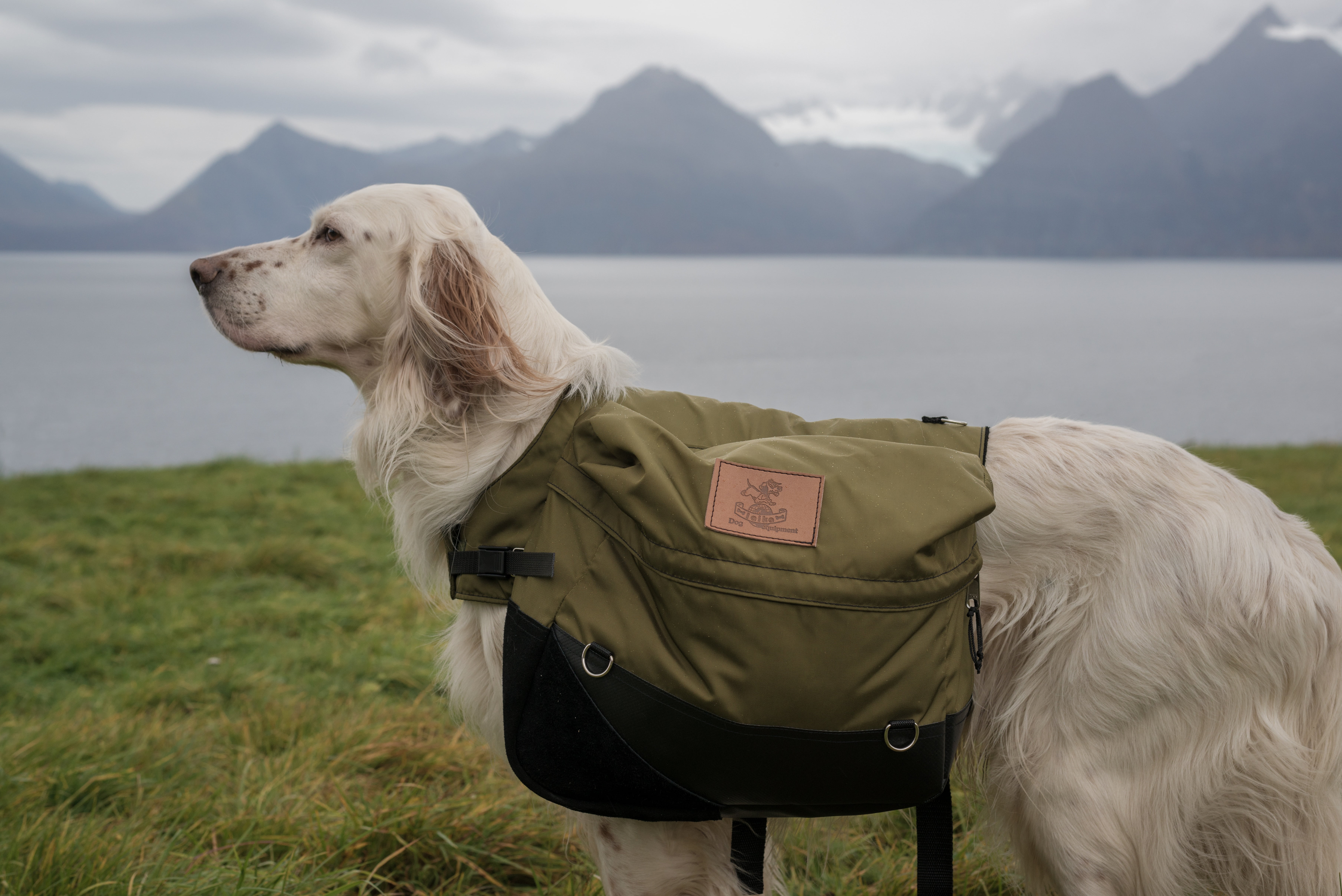 standing, dog cleavage, beauty in nature, terrier, english setter, domestic animals, bag, dog, saddle, fjord, wearing, canine, pets, tranquil scene, red, HD Wallpaper