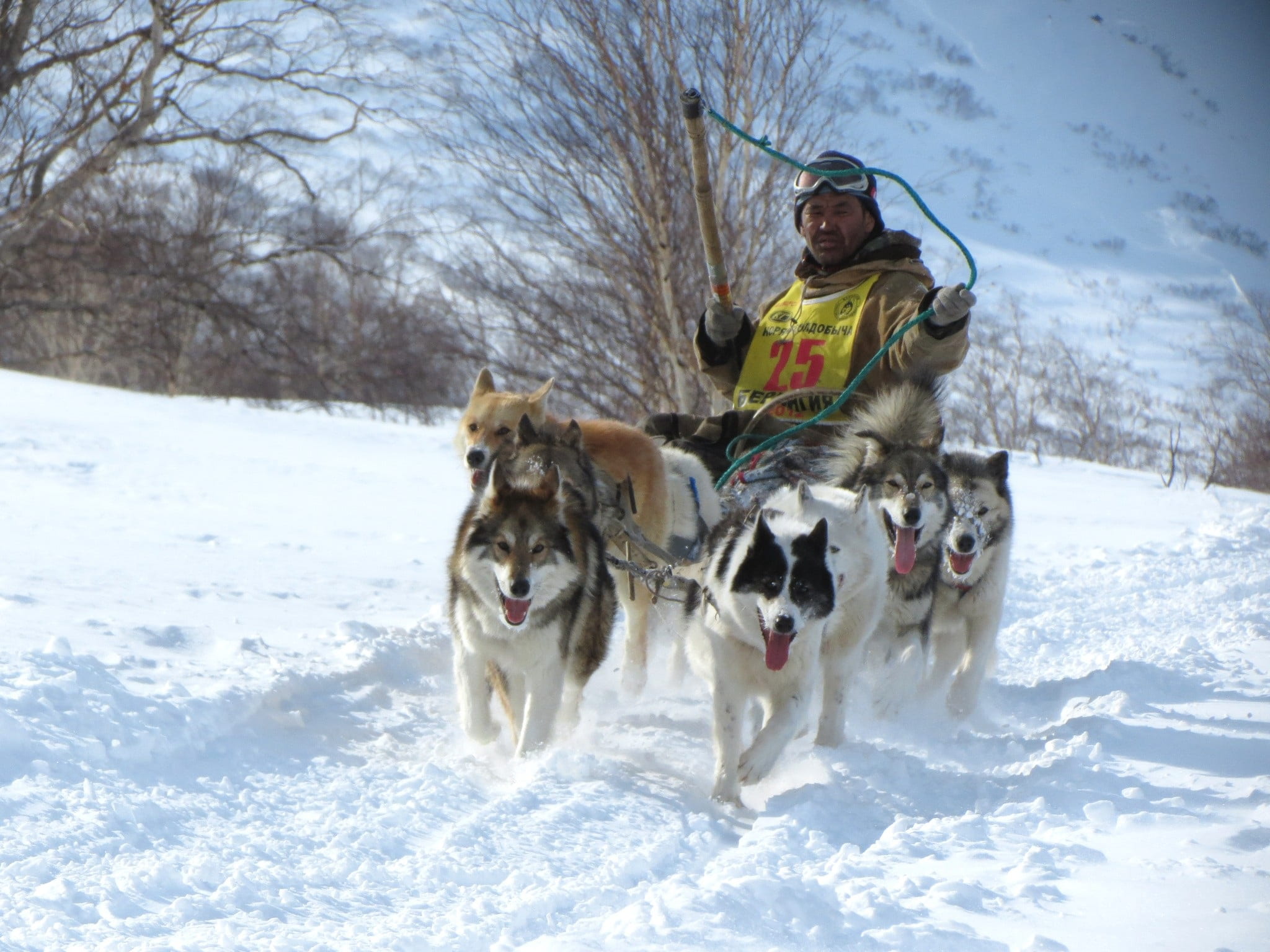 laika, fatigue, animal themes, competition, nature, running, one person, canine, 1080P, dog, tree, animal, husky, snow, vacation, working animal, domestic animals, HD Wallpaper