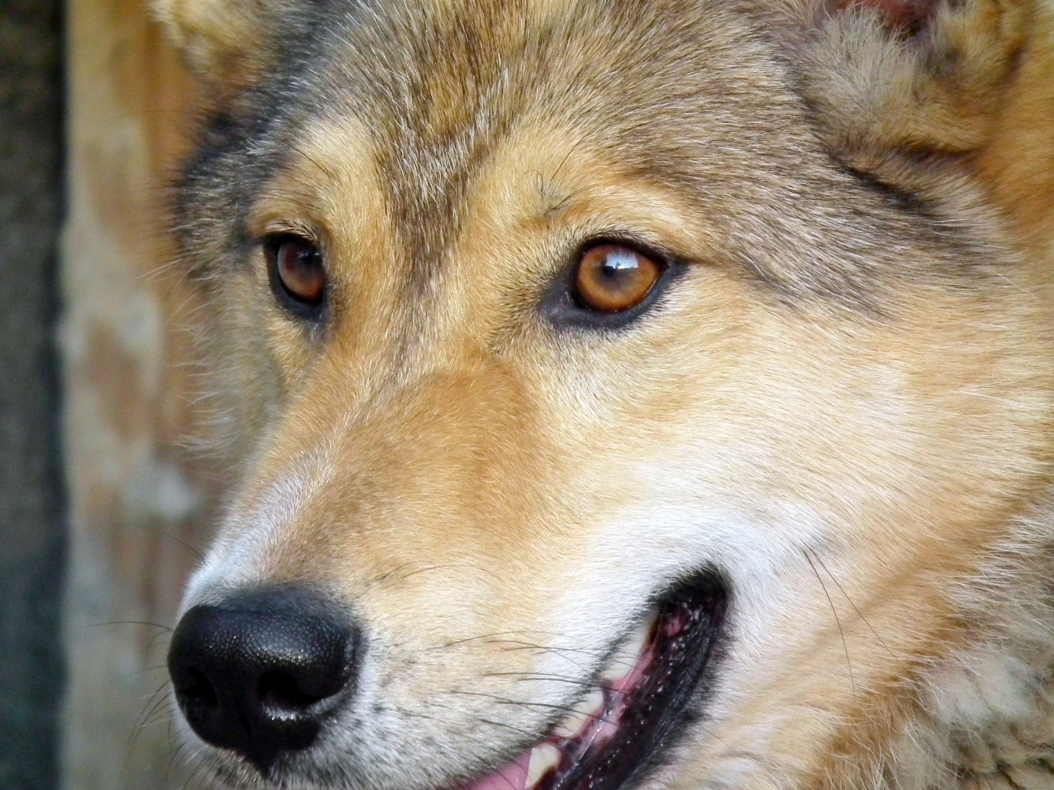 one animal, 1080P, close-up, aggression, animal themes, animal nose, animal head, domestic animals, looking, whisker, redhead, puppy, animal eye, mans best friend, HD Wallpaper