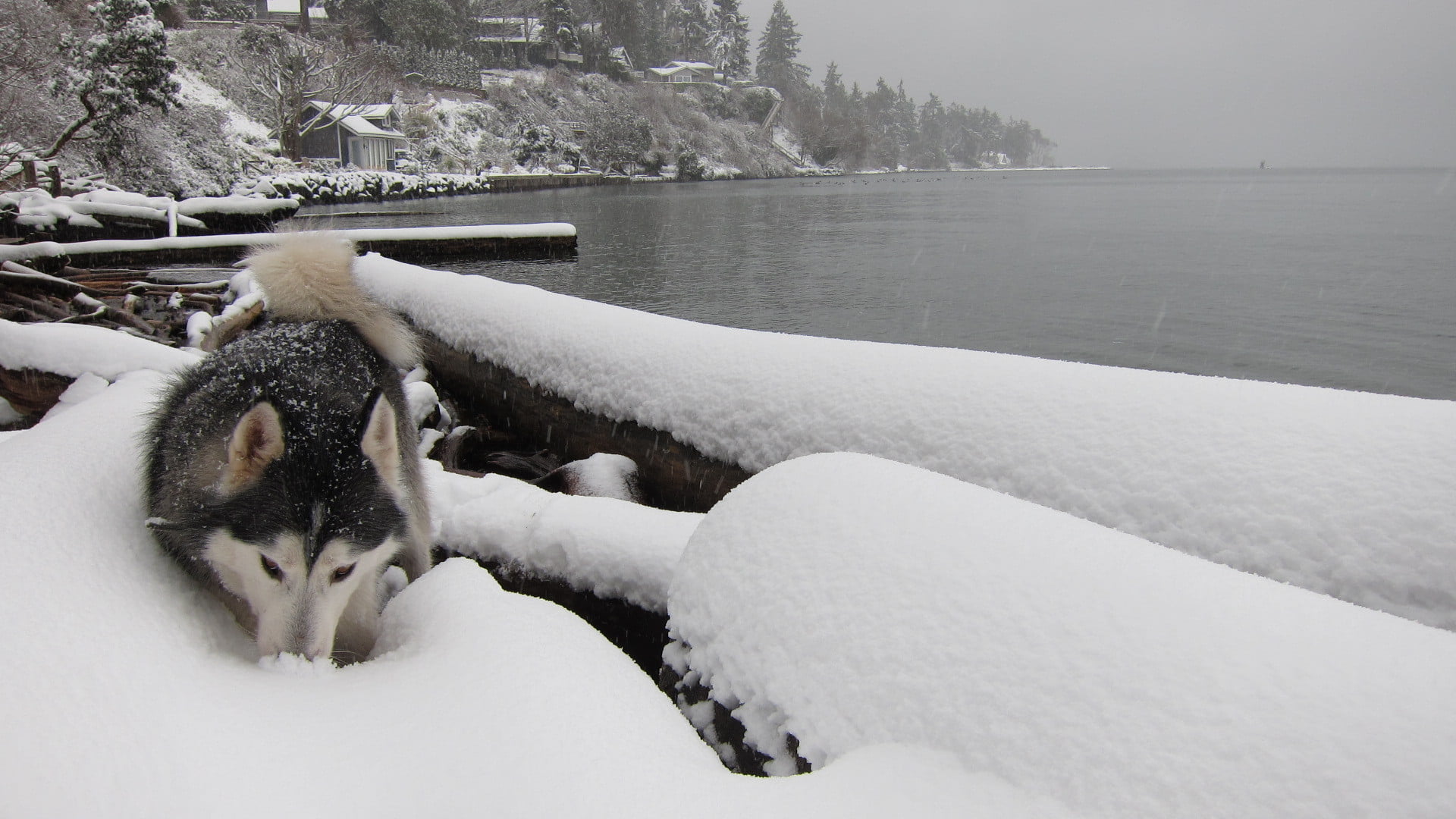 domestic animals, lake, mammal, pets, black, water, no people, day, siberian, winter, relaxation, scenics - nature, domestic, 1080P, outdoors, white, husky, HD Wallpaper