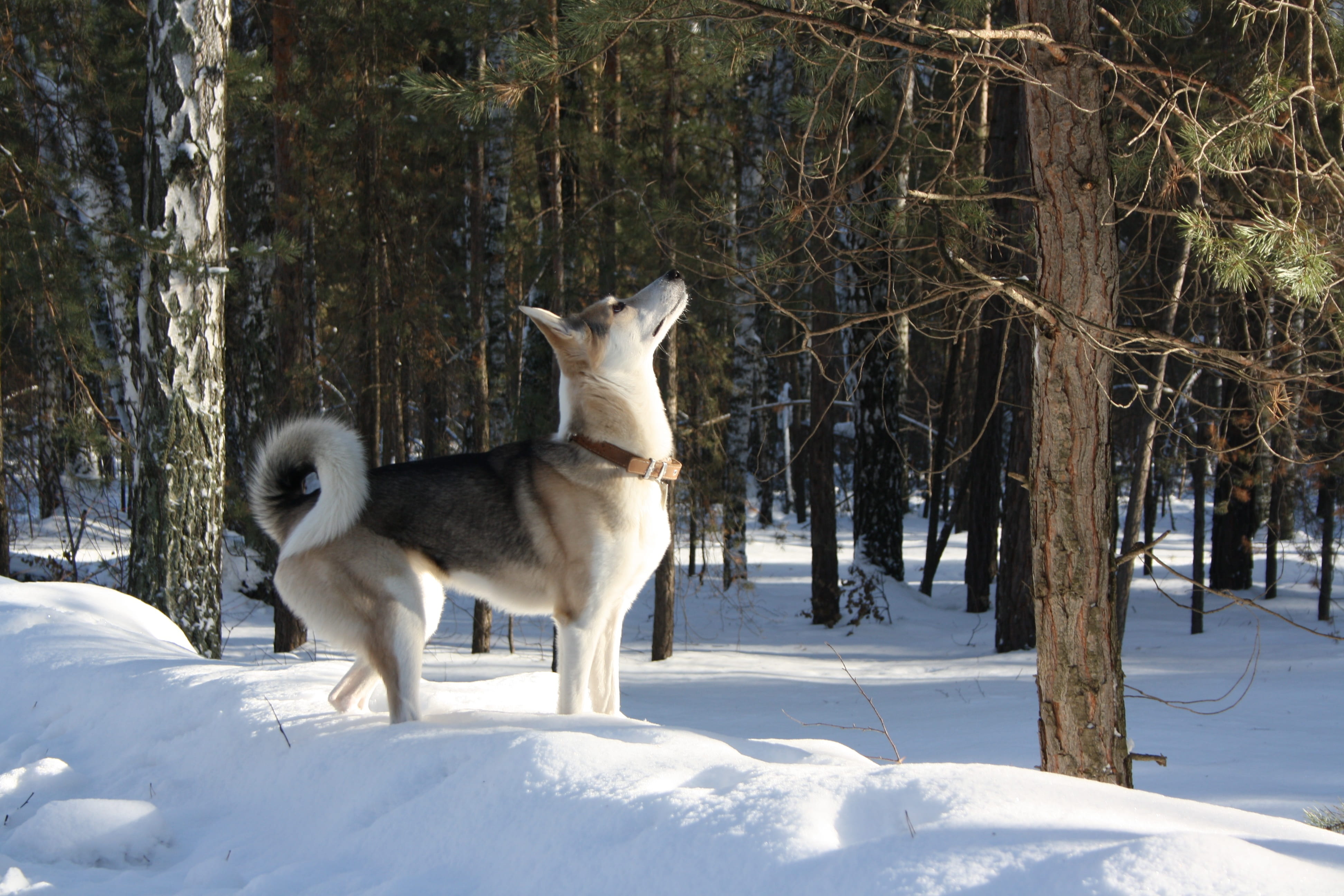 tree, winter, mammal, canine, land, day, dog, nature, pets, animal themes, cold temperature, domestic animals, no people, snow, animal, 4K, hunting, purebred dog, HD Wallpaper