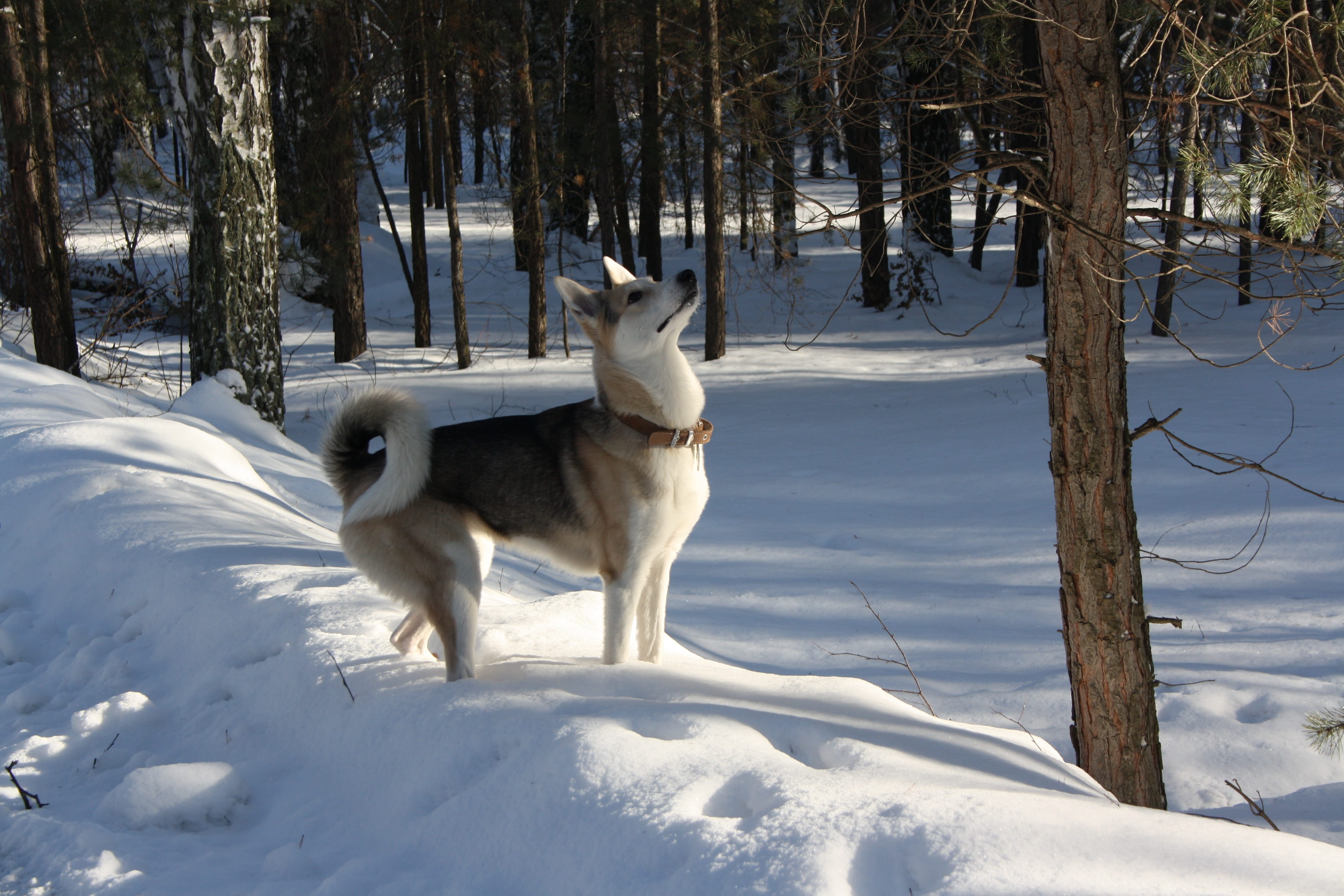 covering, outdoors, purebred dog, land, white color, winter, animal, field, nature, pets, domestic animals, mammal, animal themes, canine, vertebrate, 4K, HD Wallpaper