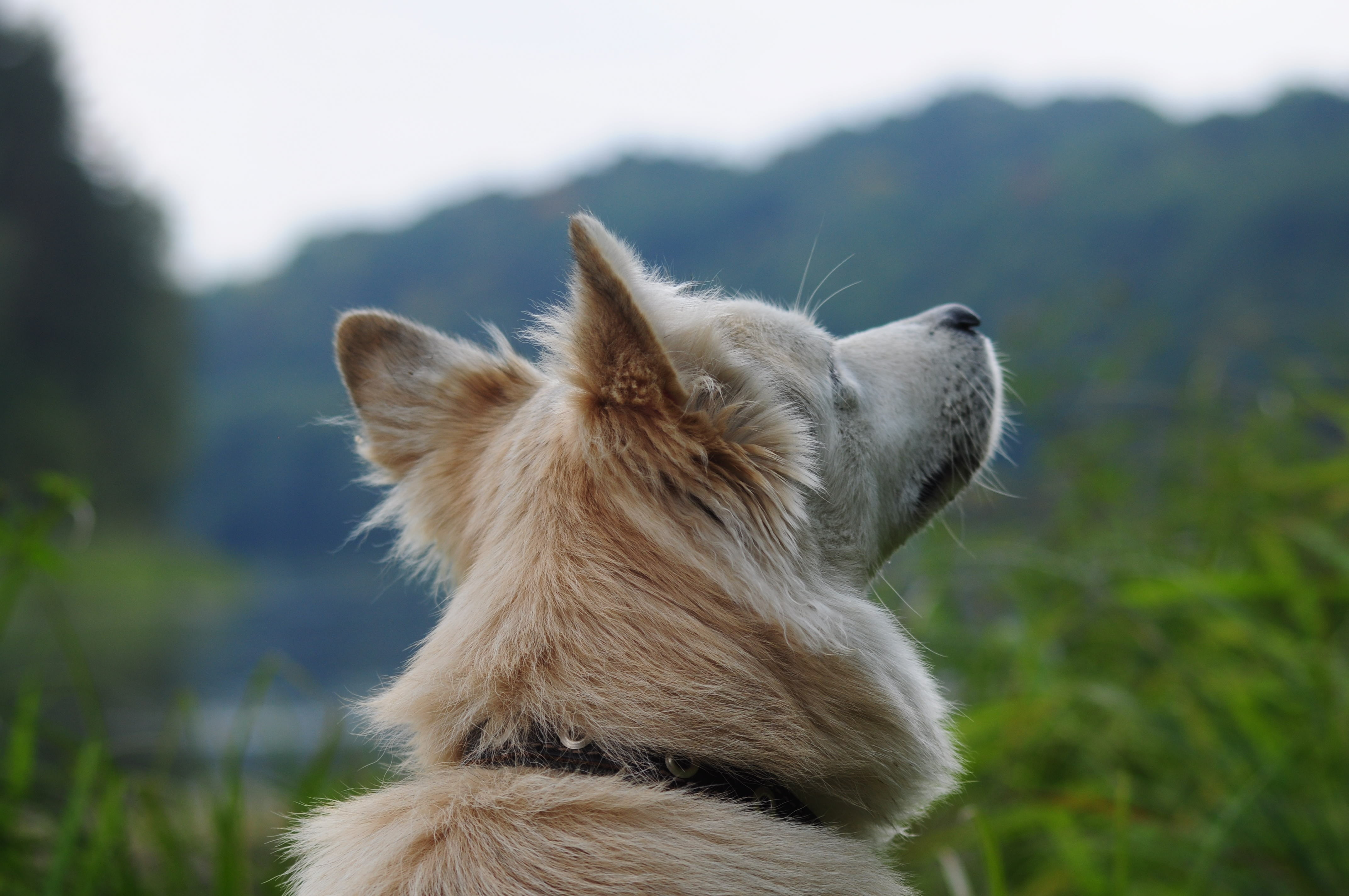 forest, animal ear, profile view, one animal, pets, outside, siberian, whisker, white, animal, animals in the wild, animal themes, close, animal body part, HD Wallpaper