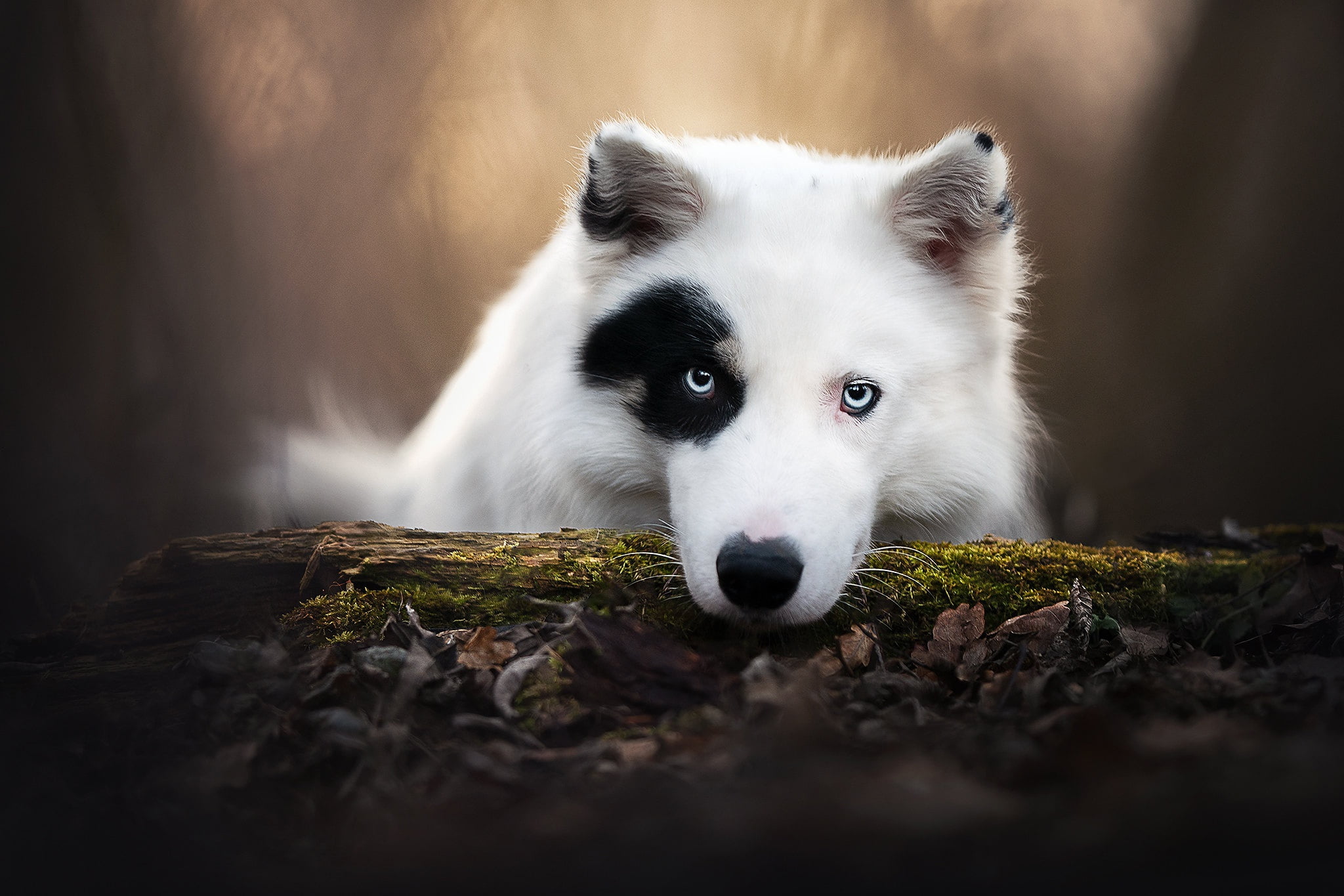 dog, log, 1080P, bokeh, The Yakutian Laika, face, look, HD Wallpaper