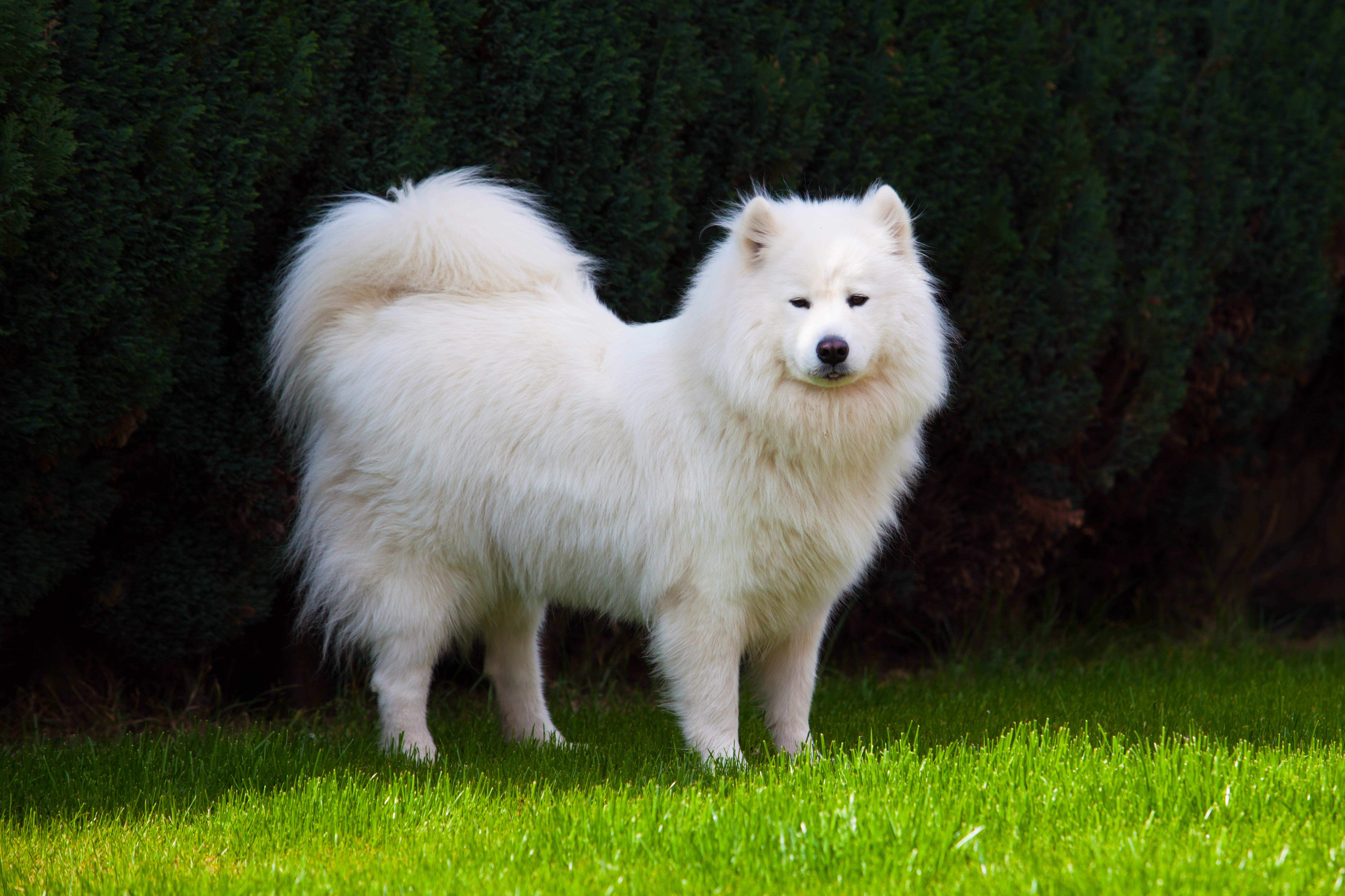 outdoors, one animal, animal head, dog, domestic, standing, domestic animals, mammal, Samoyed, animal, field, grass, white color, full length, nature, land, HD Wallpaper