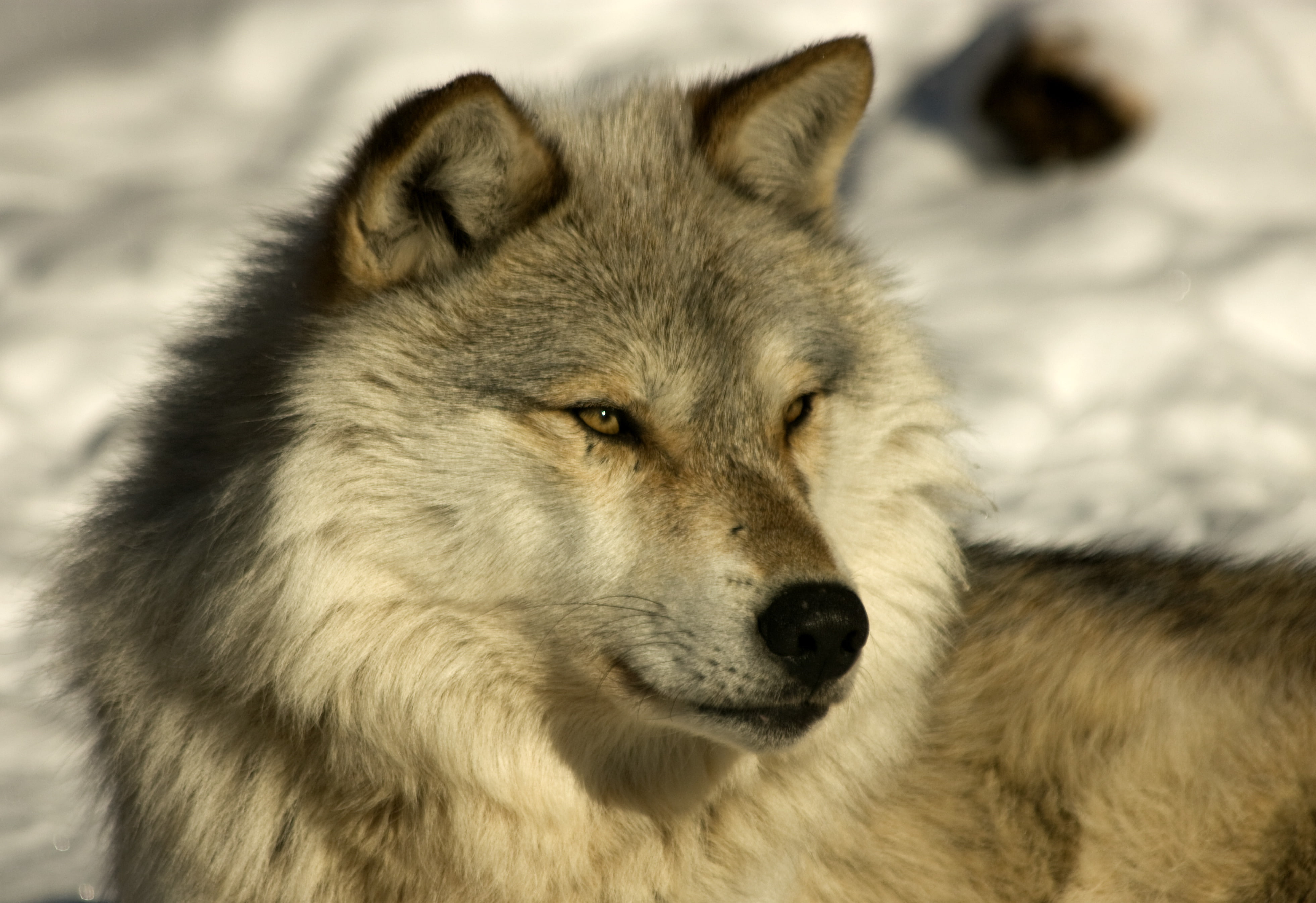 animal body part, animals in the wild, mammal, dog, vertebrate, timber, animal themes, winter, day, canine, nature, animal, outdoors, domestic, animal head, HD Wallpaper