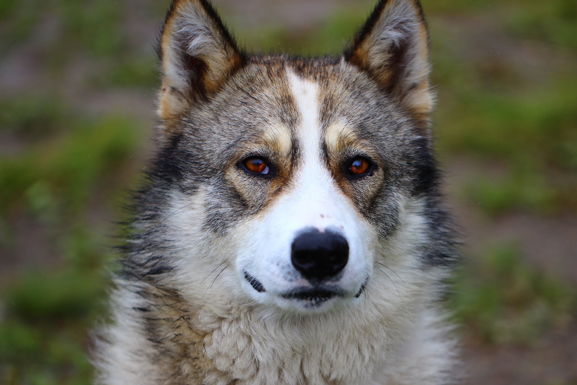 1080P, Laika, each, face, dog, HD Wallpaper