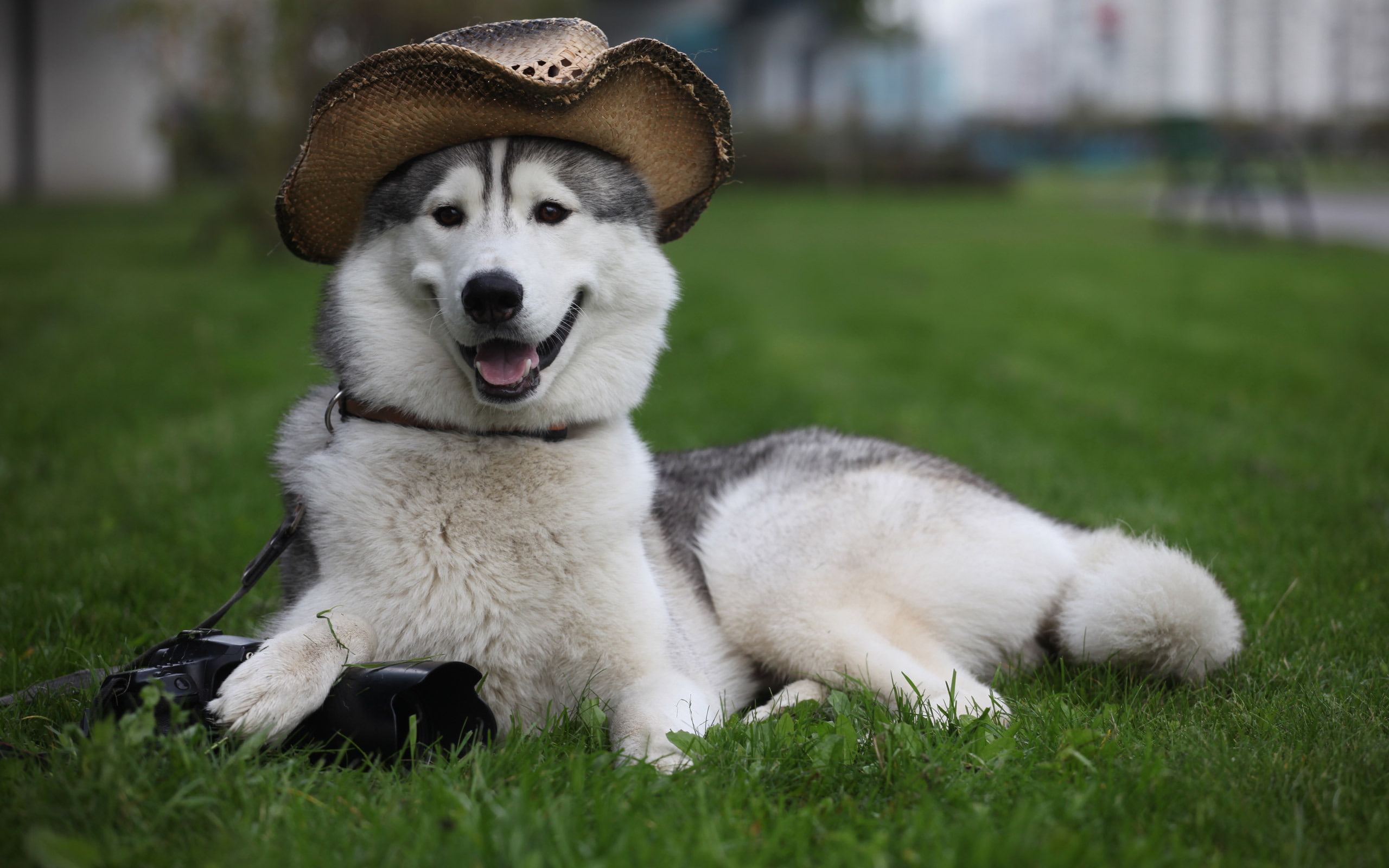 hat, Laika, the camera, 2K, dog, guards, lies, grass, HD Wallpaper