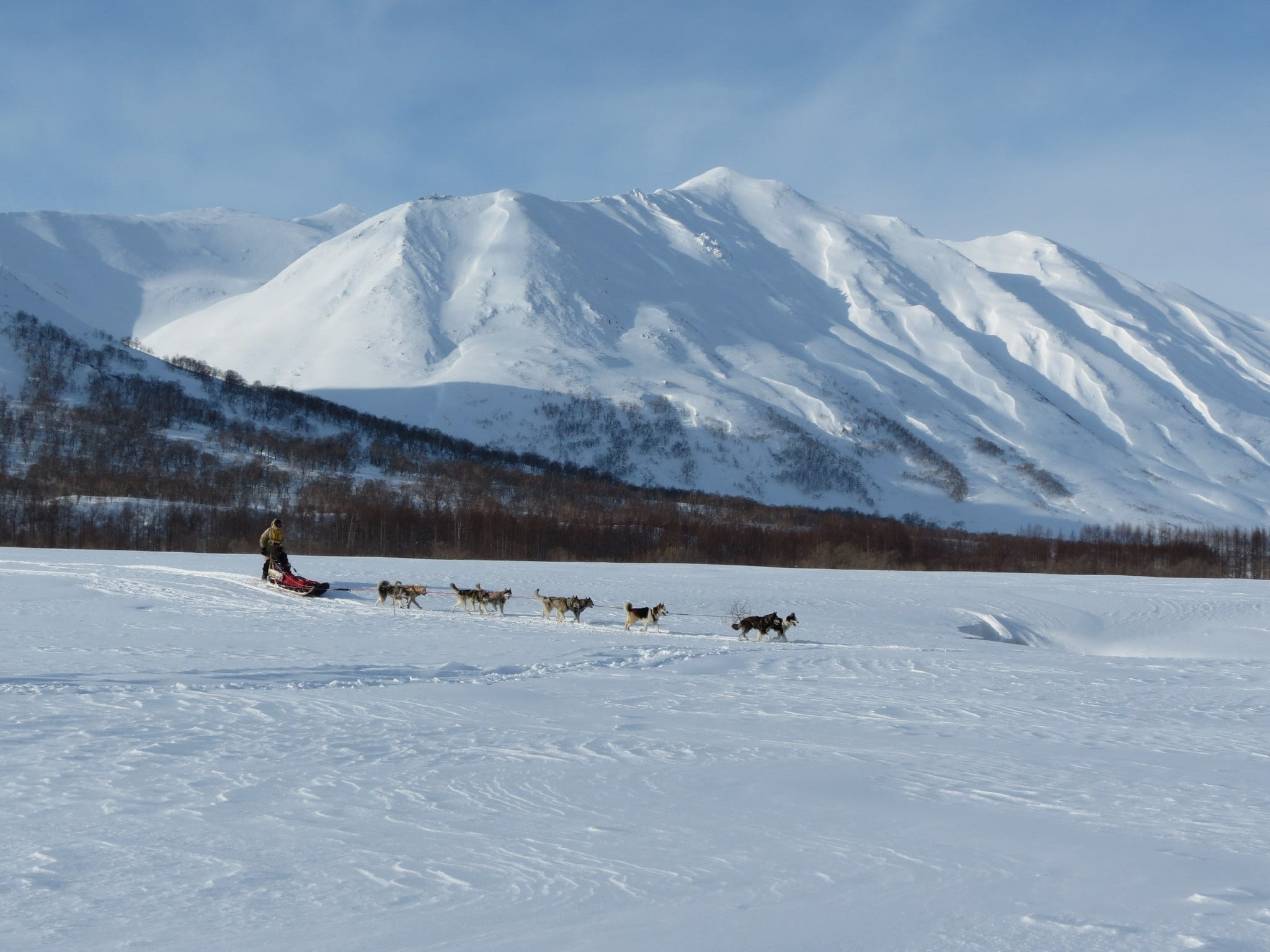 fatigue, landscape, sleds, snow, winter, animal, laika, animal themes, vertebrate, mammal, domestic animals, vacation, race, dog, sky, dog sled race, sled, HD Wallpaper