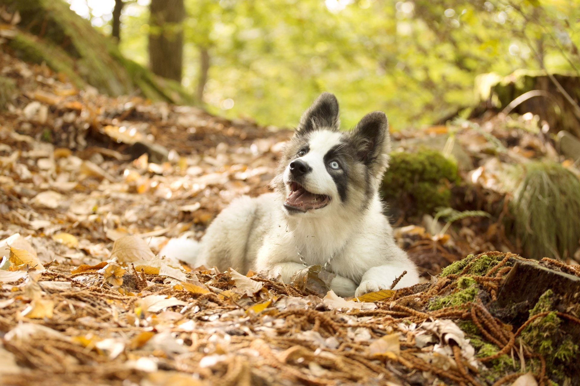 Dog, 1080P, yakutian Laika, Dogs, HD Wallpaper