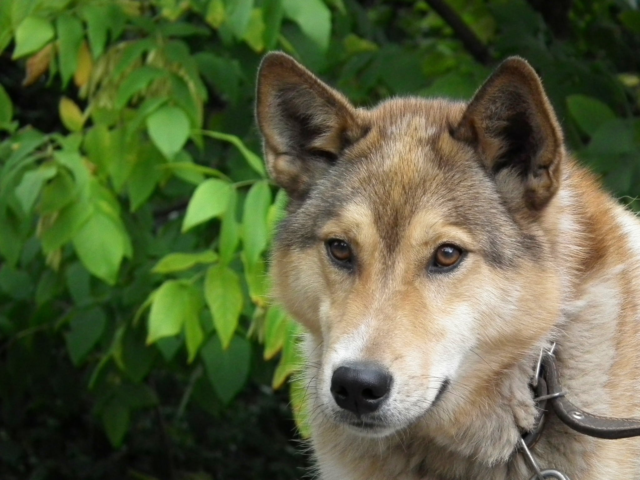 mans best friend, looking at camera, one animal, close-up, day, domestic Animals, 1080P, puppy, wolf, animals, gray, canine, laika, mammal, animal wildlife, HD Wallpaper
