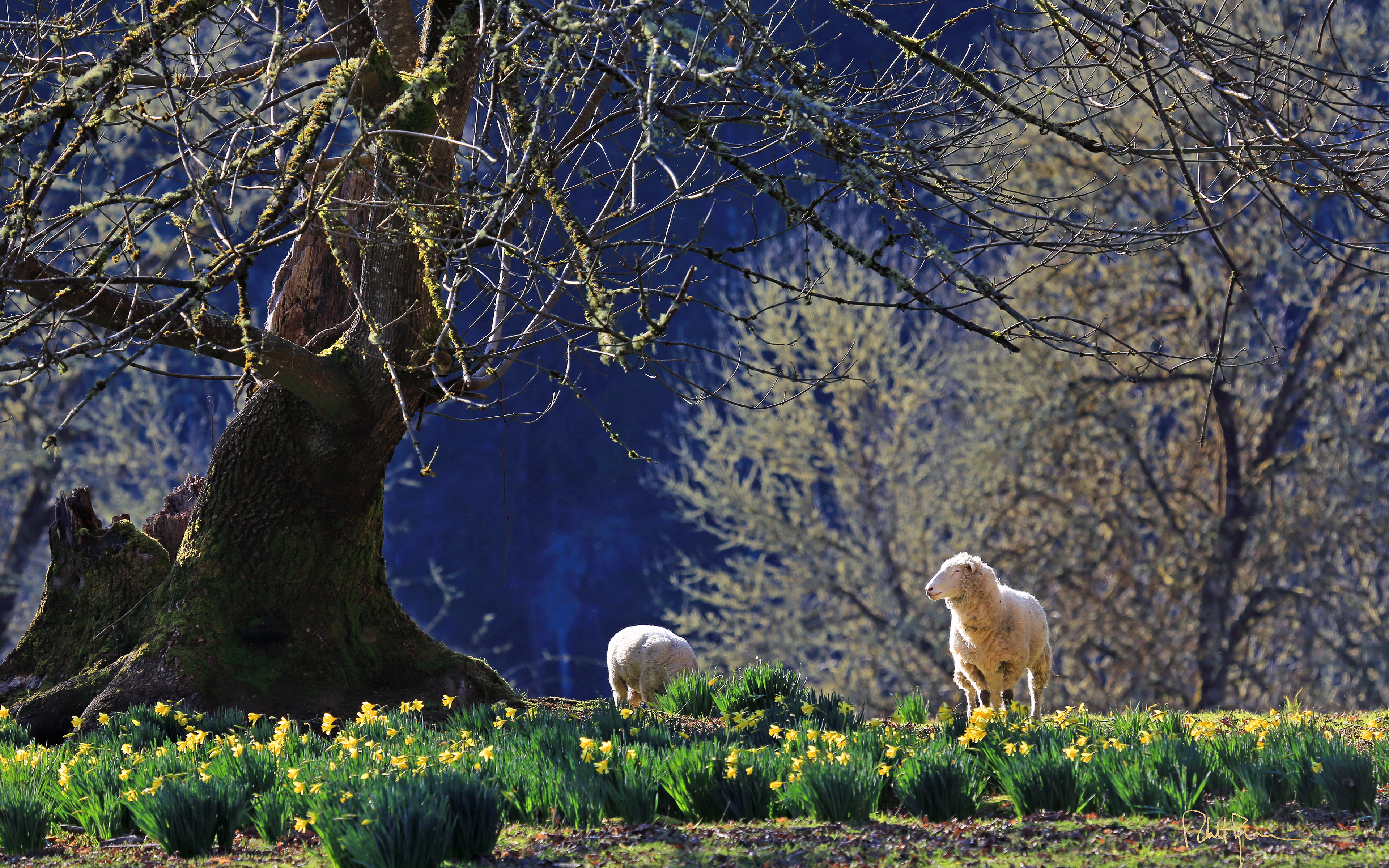 sheep, oregon, god, animals, lamb, flowers, daffodils, 4K, photography, HD Wallpaper