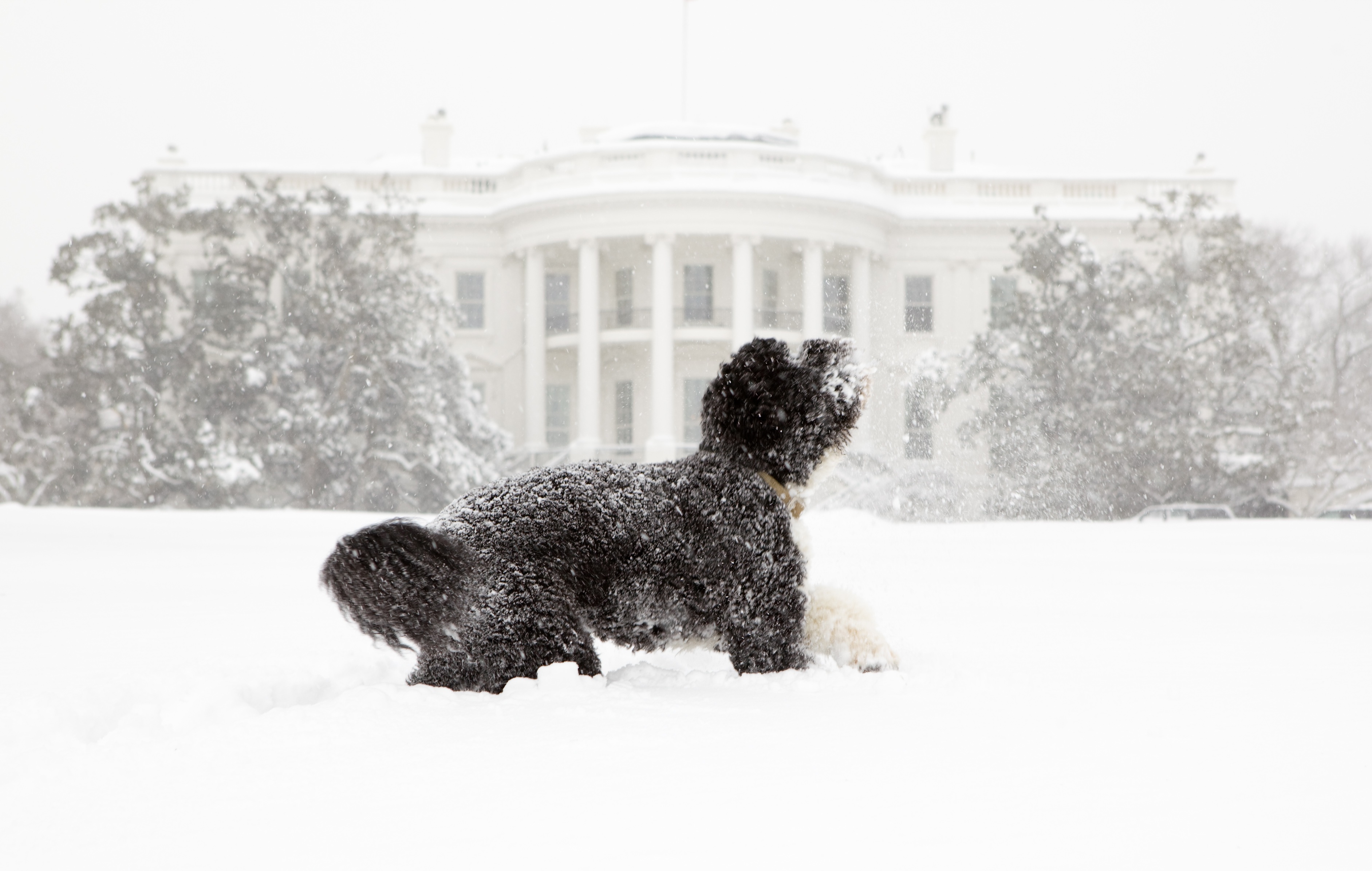 snow, domestic animals, white house, obama, canine, portuguese water dog, plant, extreme weather, built structure, white, usa, curly, daytime, washington, HD Wallpaper