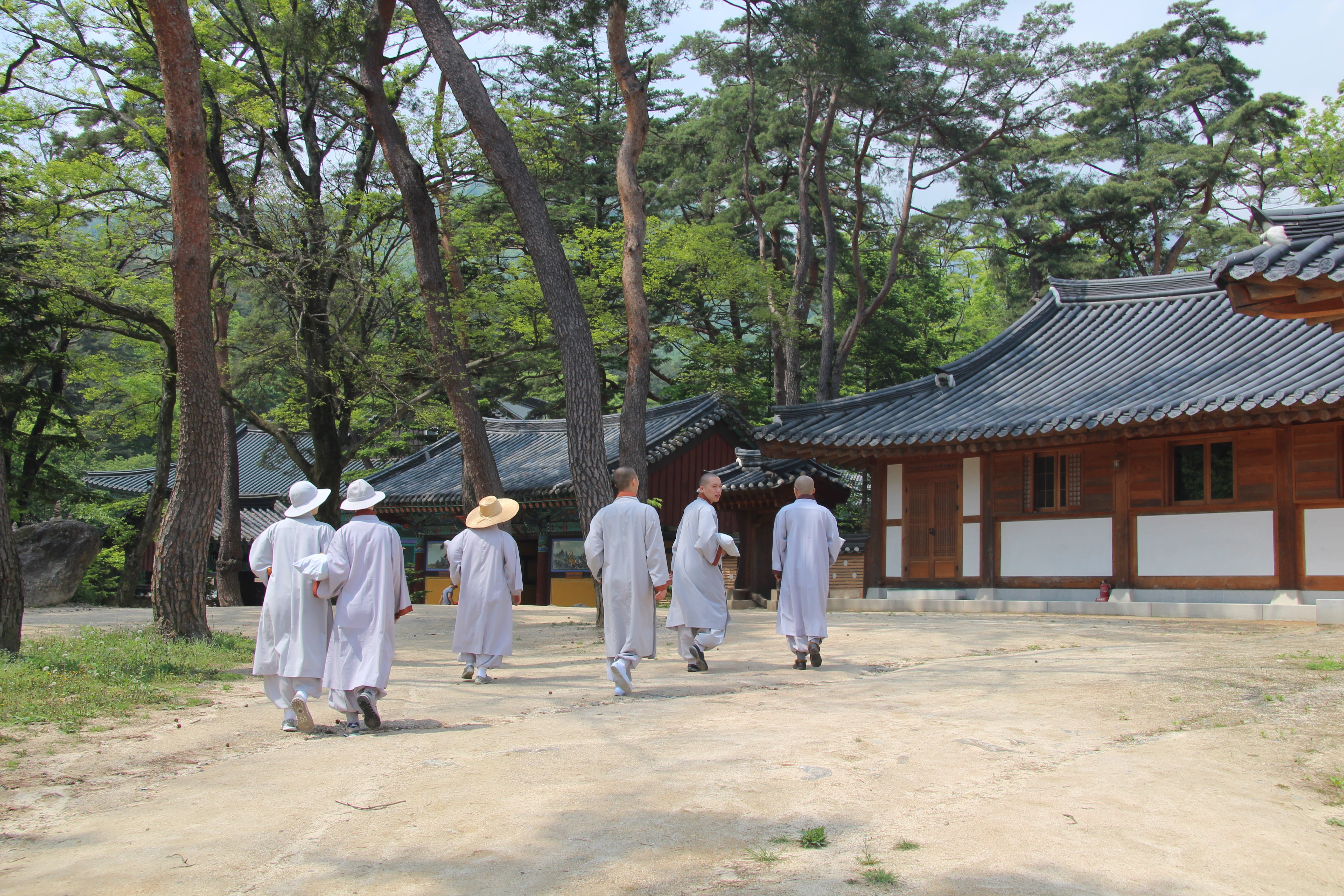 near, men, jikjisa, house, republic of korea, spirituality, outdoors, religion, cultures, built structure, temple - Building, pine, east Asian Culture, HD Wallpaper