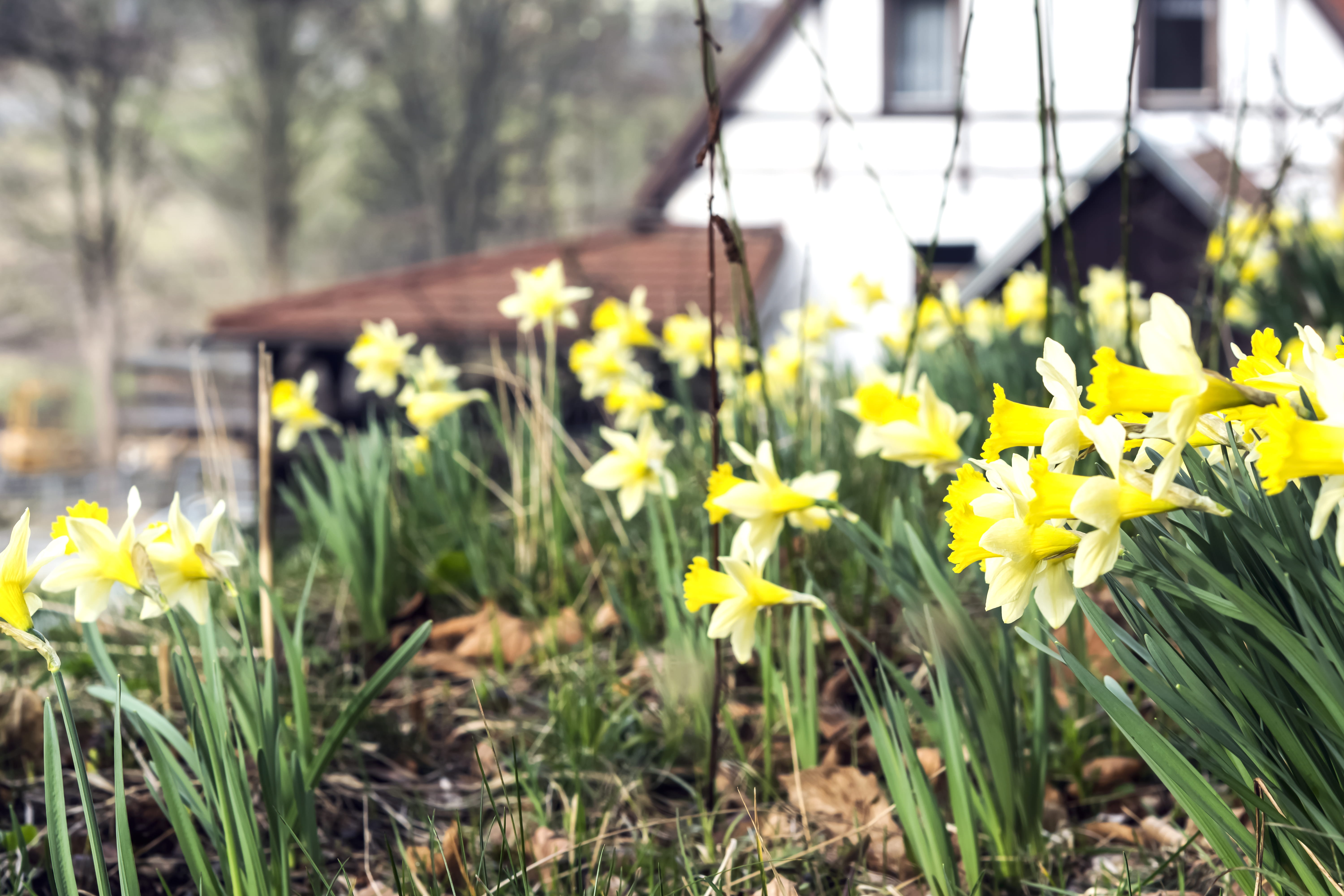 building exterior, flower head, yellow, spring, plant, daff, beauty in nature, flowering plant, freshness, field, flowers, background, fragility, house, HD Wallpaper