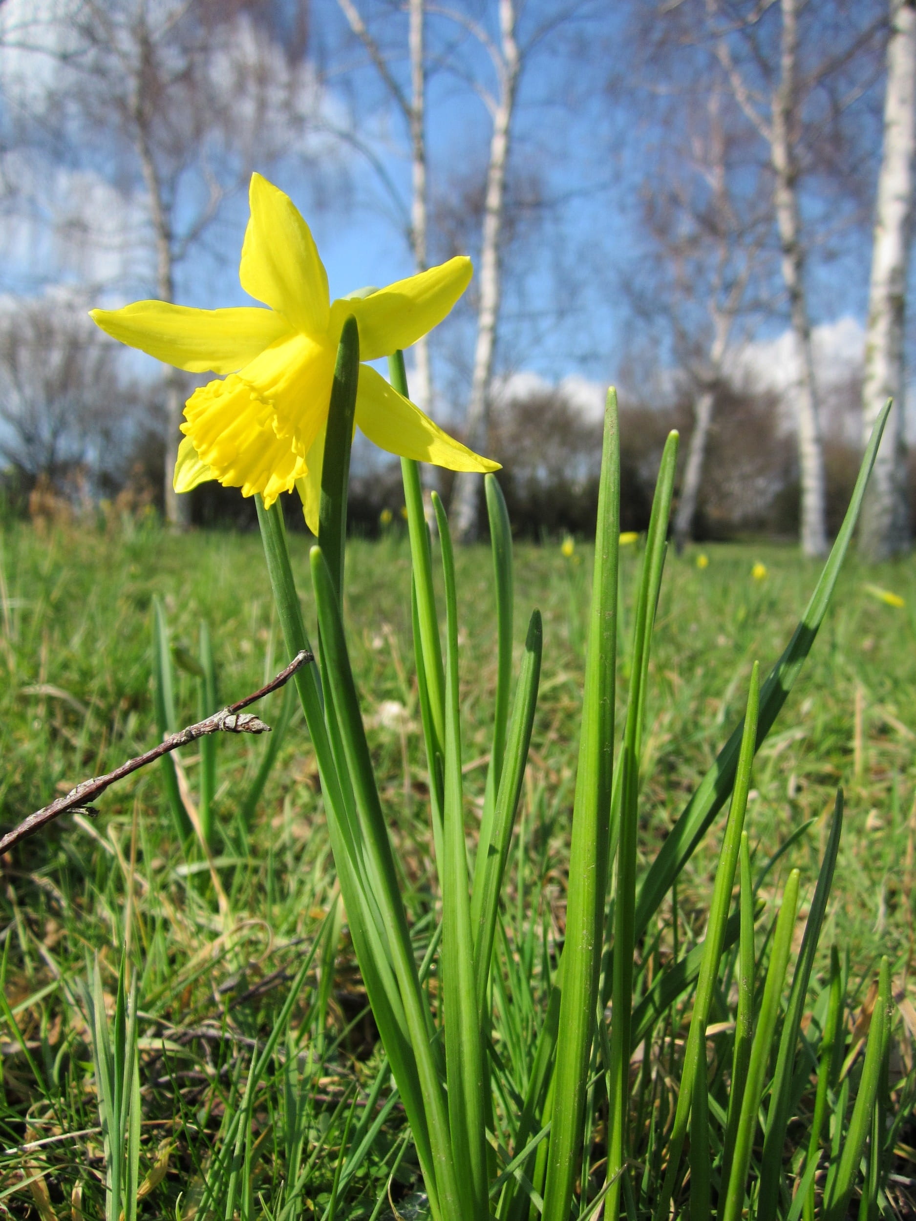 daffodil, no people, wild daffodil, lent lily, blade of grass, plant, springtime, close-up, botany, flowering plant, grass, 1080P, yellow, outdoors, flower head, Phone HD Wallpaper