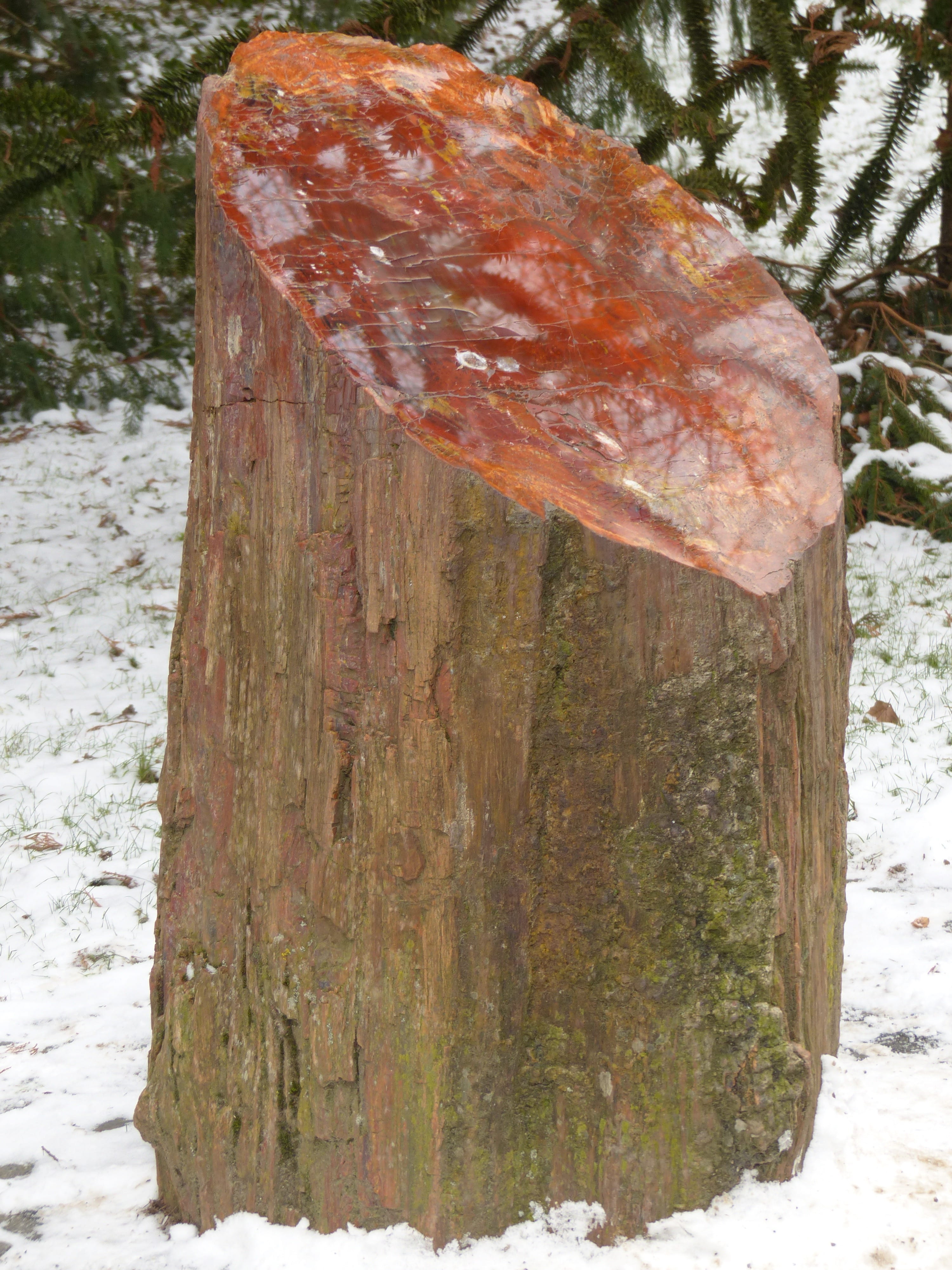 cold temperature, Tribe, covering, Log, conifer, close-up, plant, petrified, forest, tree, embedded minerals, araucarioxylon, winter, tranquility, wooden post, Phone HD Wallpaper