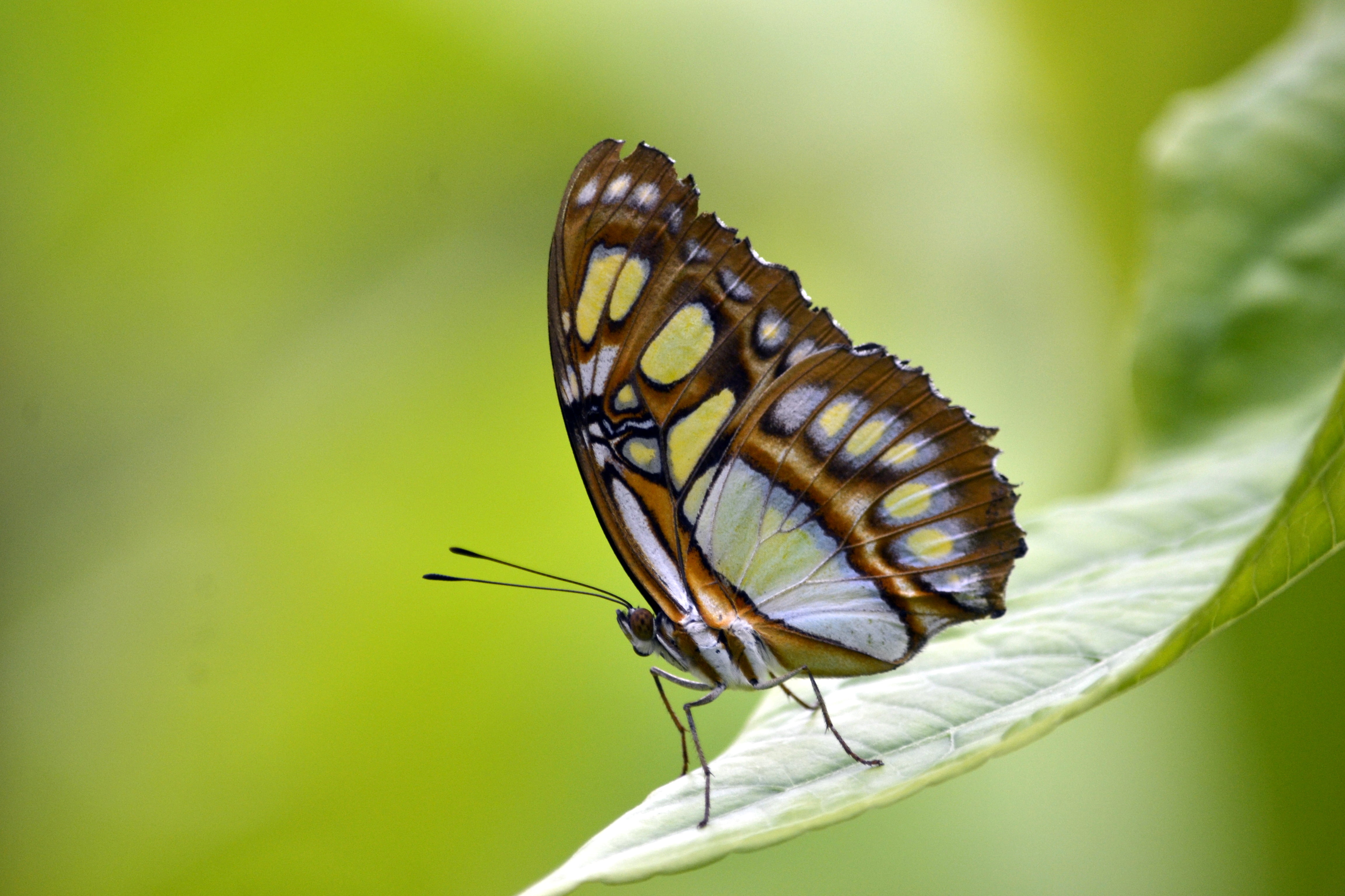 animal Wing, wildlife, beauty In Nature, Diergaarde Blijdorp, multi Colored, butterfly, photography, 4K, animal, Simple, insect, close-up, closeup, Malachite butterfly, HD Wallpaper