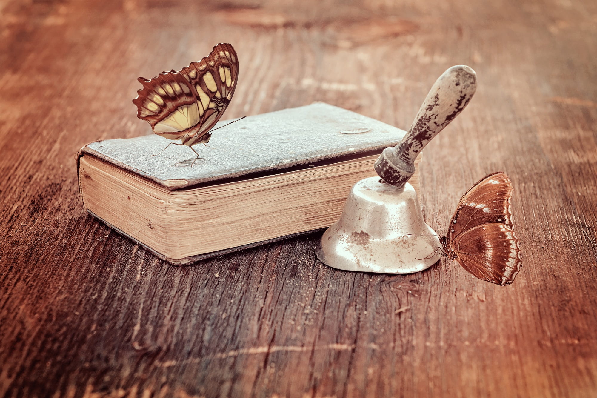 still life, focus on foreground, wood - material, butterfly, brown, food, wood, vintage, old, butterflies, 1080P, nature, bell, grey, food and drink, hand, HD Wallpaper