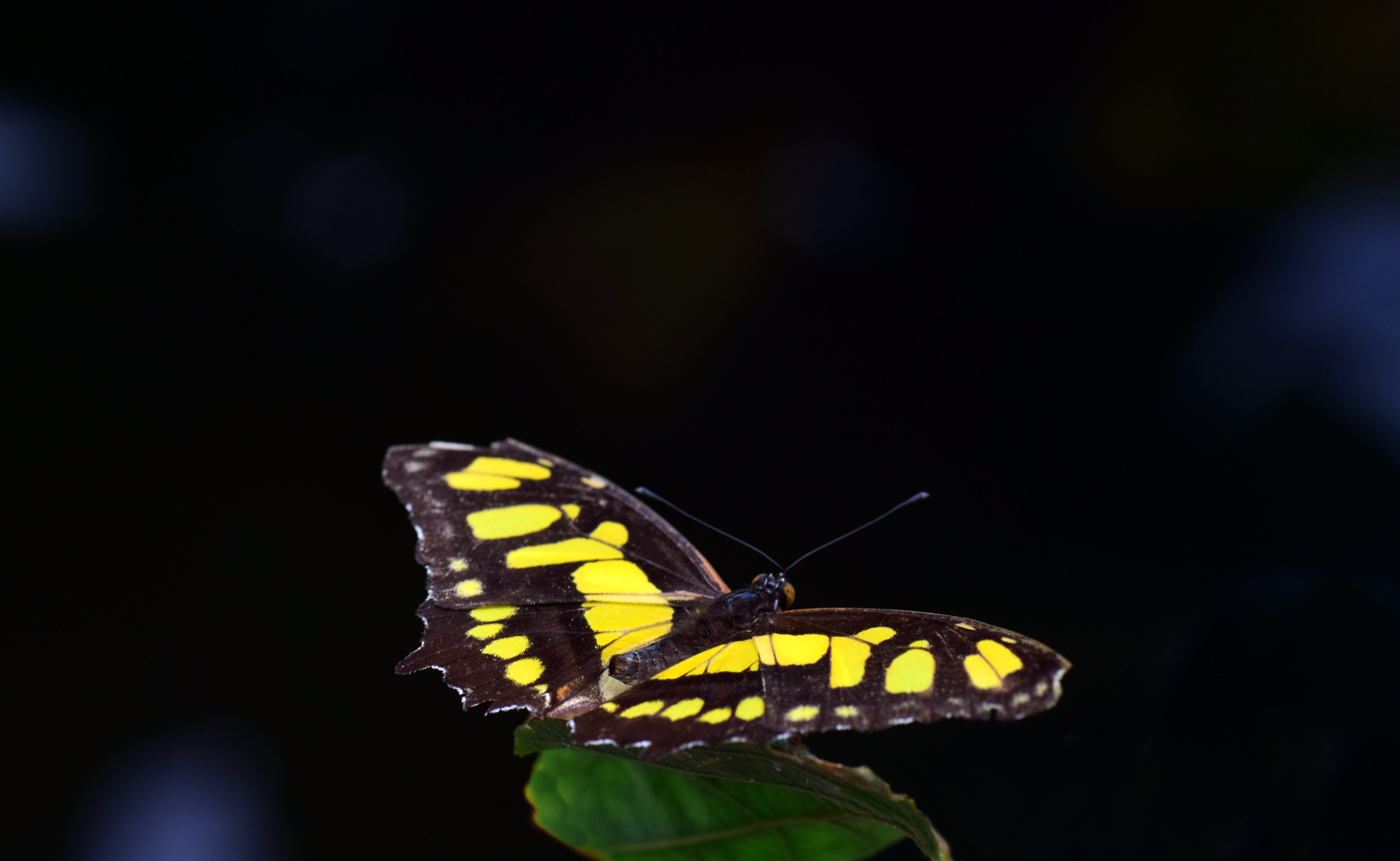 outdoors, animal, animal wildlife, brown, focus on foreground, 5K, insect, colorful, butterfly wings, green, animal wing, animals in the wild, flower, HD Wallpaper