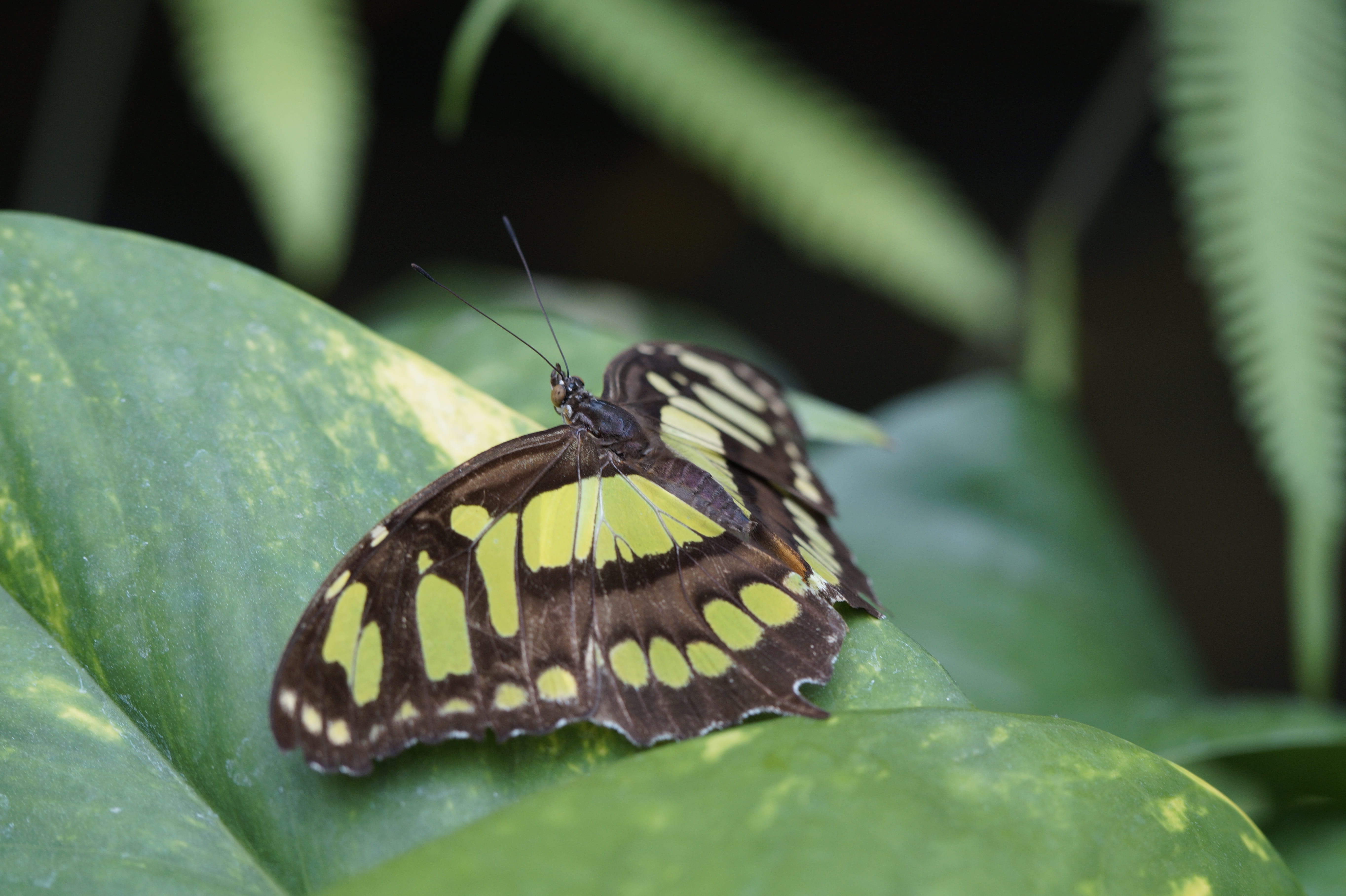 animal wildlife, 5K, close-up, mainau, sit, animal, plant, wing, focus on foreground, animal themes, one animal, exotic, leaf, tropical house, no people, HD Wallpaper