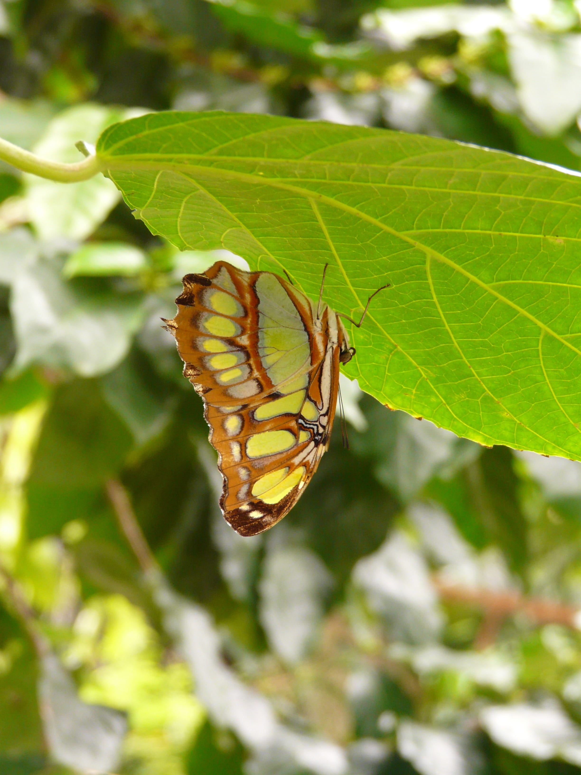 Butterfly, one animal, Butterfly, leaf, outdoors, butterfly, plant, nature, siproeta stelenes, animal wing, animal wildlife, green color, animal, invertebrate, Phone HD Wallpaper