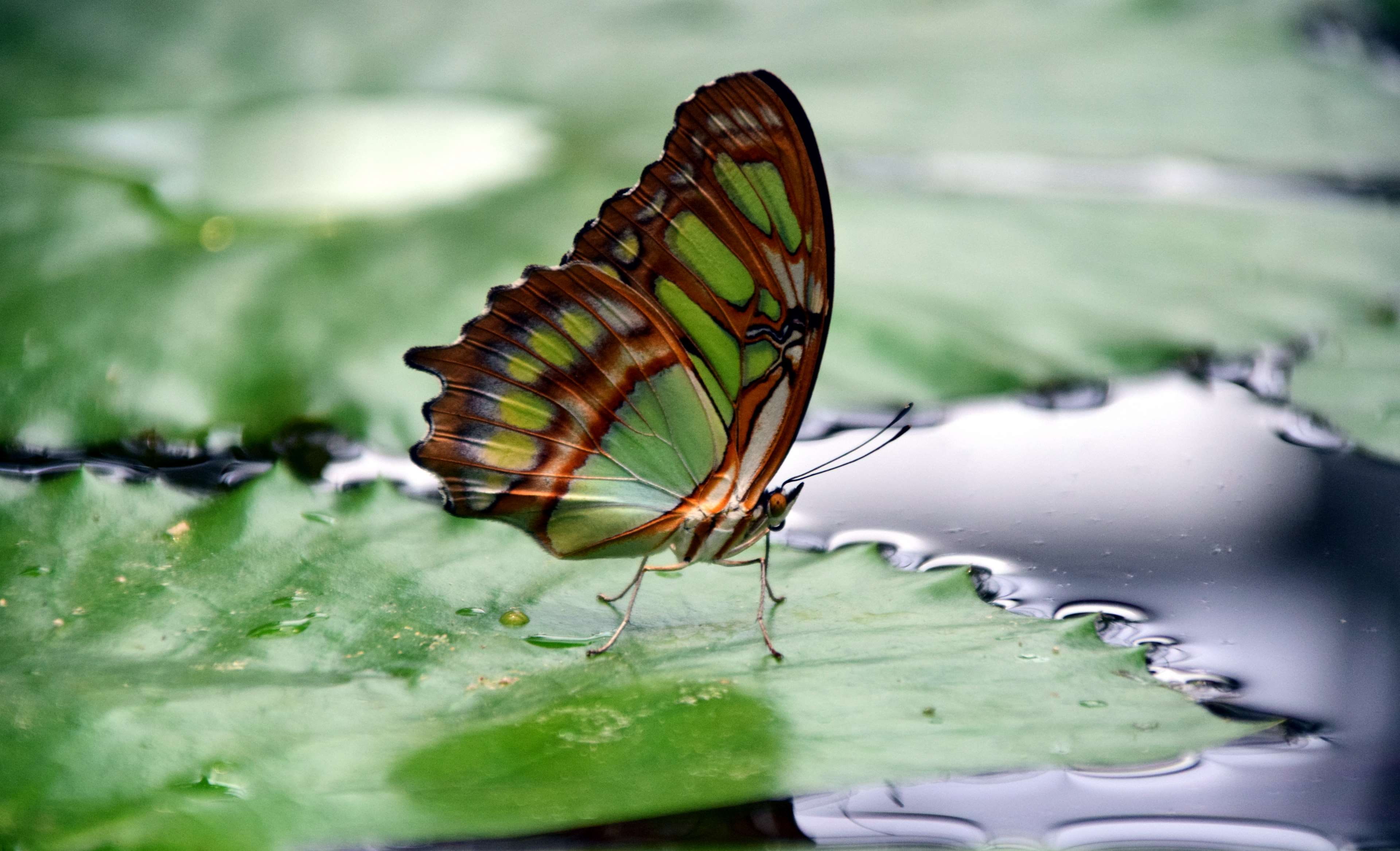 4K, butterfly, points, filigree, insect, plant part, day, camouflage paint, growth, focus on foreground, color, beauty in nature, invertebrate, close-up, HD Wallpaper