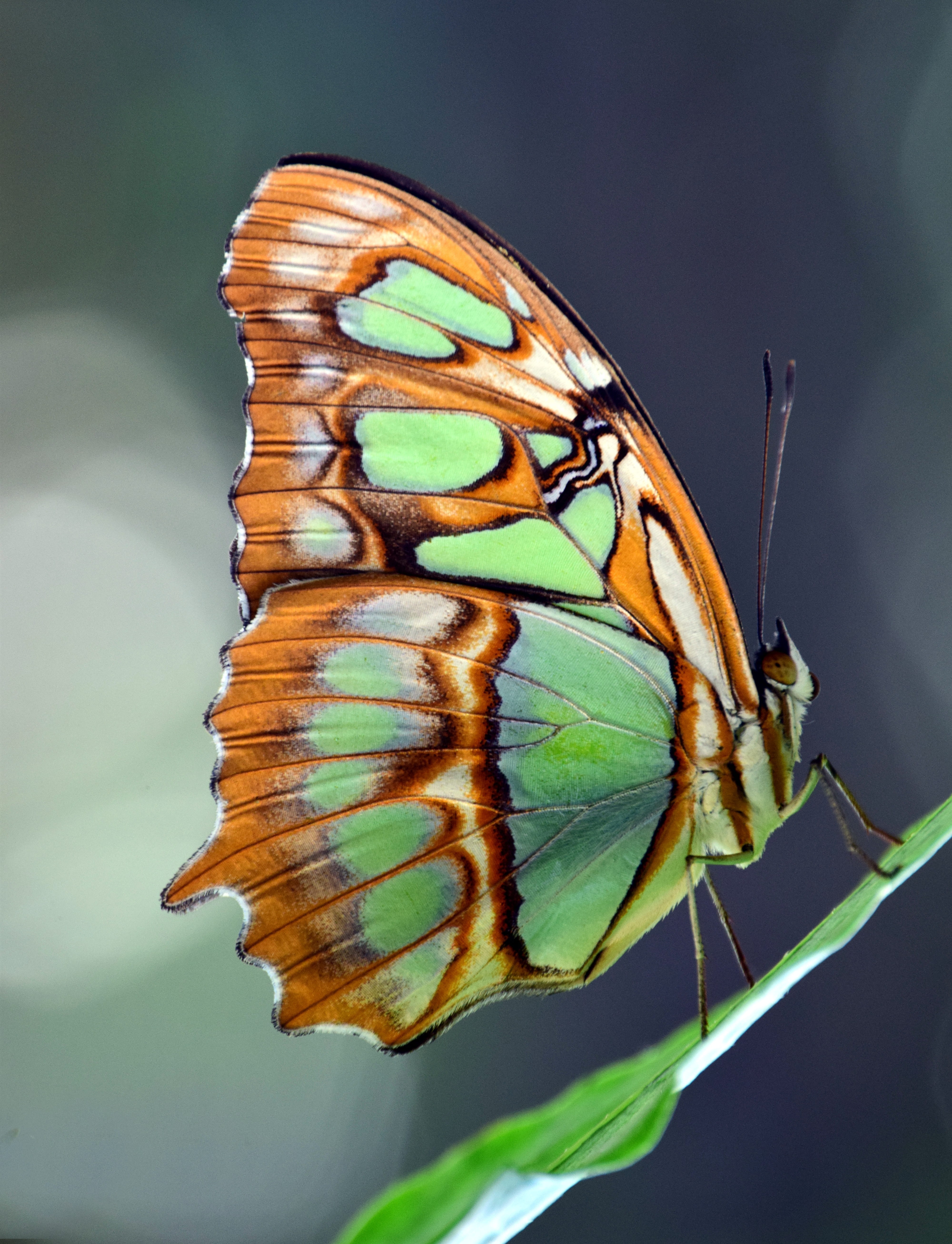 leaf, butterfly - insect, tender, brown, beautiful, beauty in nature, insect, animal themes, close-up, flower, wing, no people, one animal, 5K, black, Phone HD Wallpaper