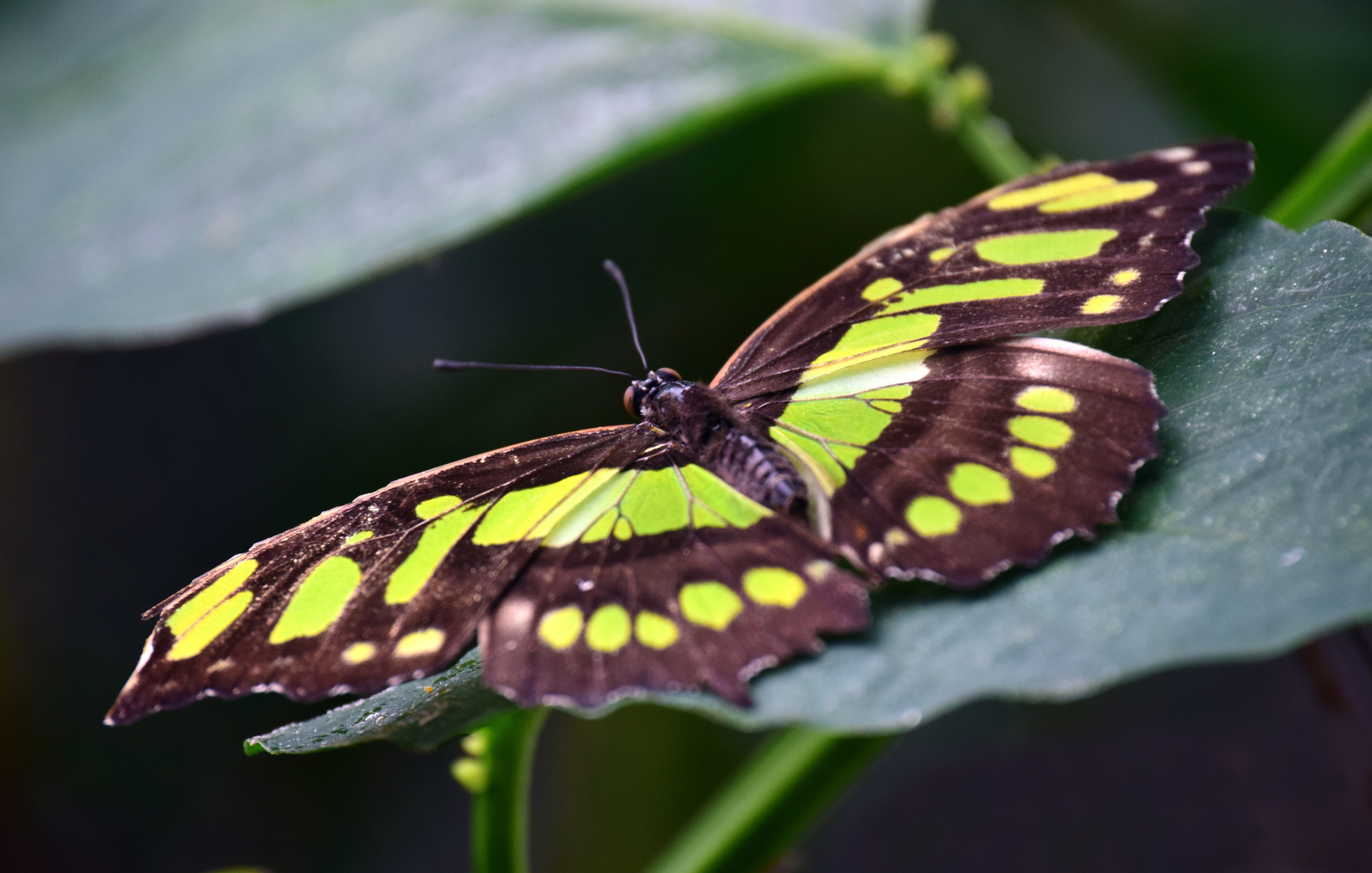 close-up, nature, animal body part, beautiful, 5K, tropical, animal, animal wing, animals in the wild, spirotea steles, plant part, butterfly - insect, HD Wallpaper
