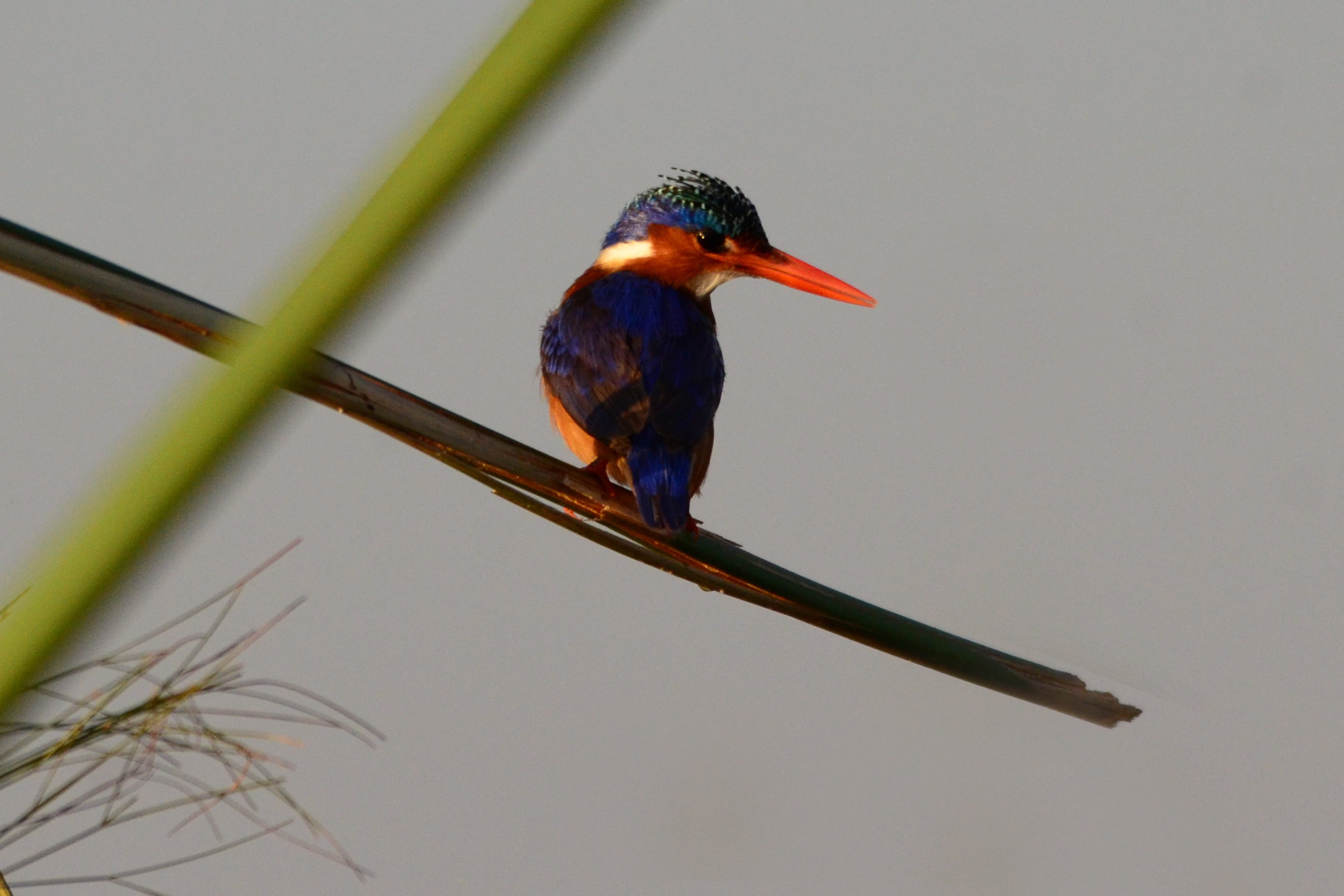vertebrate, kingfisher, one animal, nature, branch, Malachite Kingfisher, bird, outdoors, close-up, botswana, plant, looking, 2K, animals in the wild, HD Wallpaper