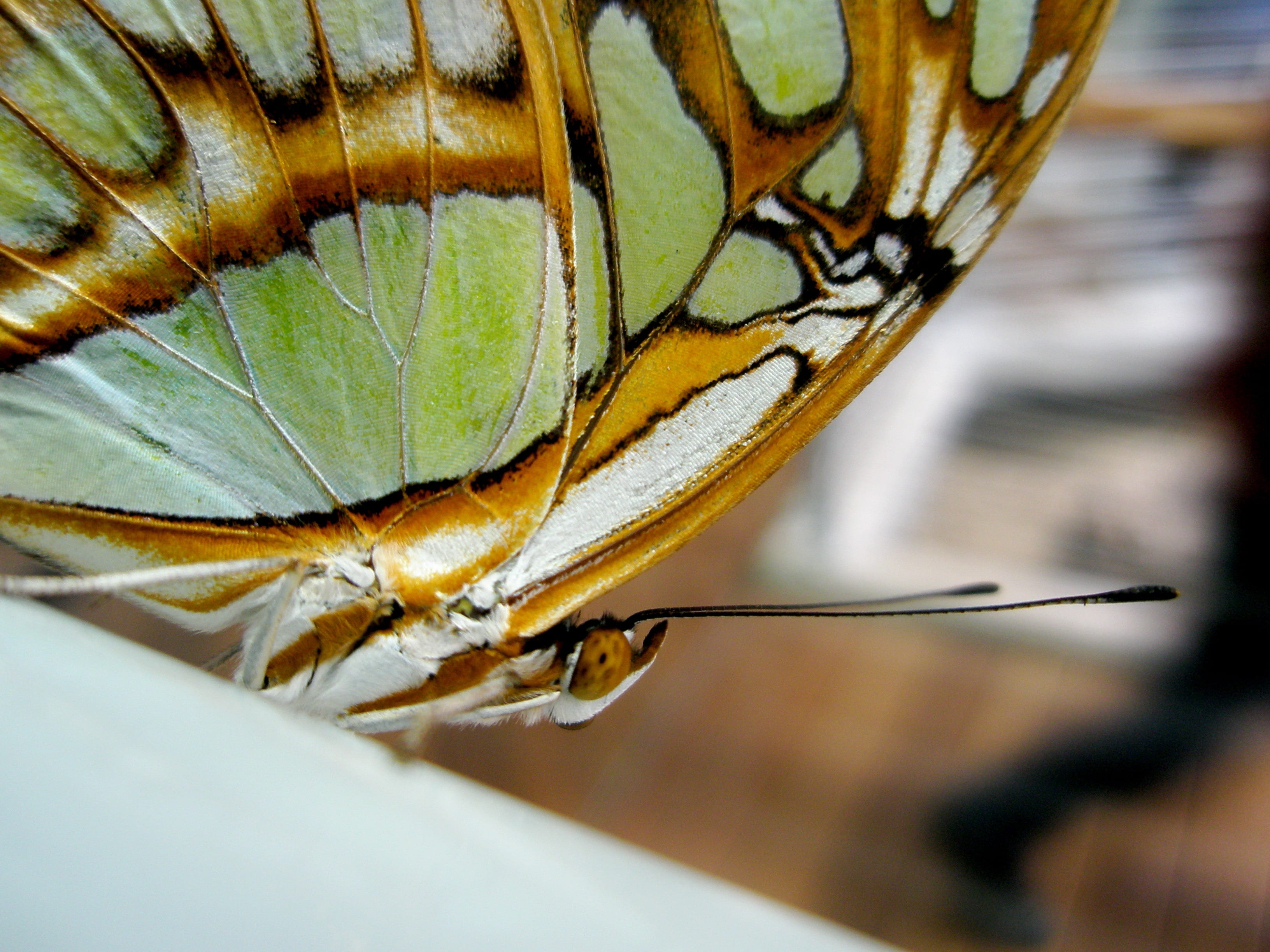black, animal antenna, colorful, 2K, selective focus, extreme close-up, butterfly, close-up, tilt, orange, butterfly - insect, shift, photography, malachite, HD Wallpaper