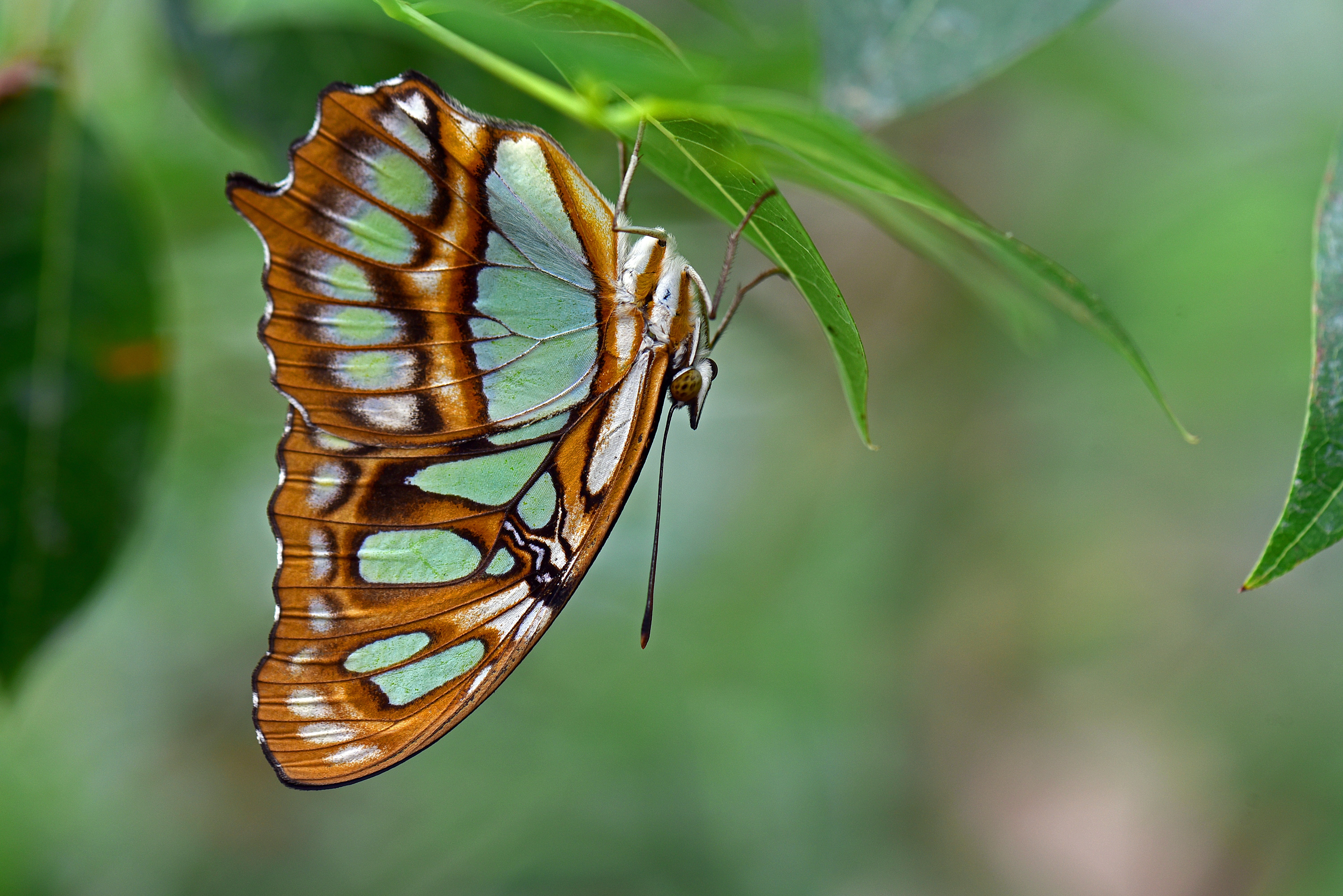 white, butterflies, plant, animals in the wild, selective, perched, insect, leaf, outdoors, butterfly - insect, brown, day, animal wildlife, malachite butterfly, HD Wallpaper
