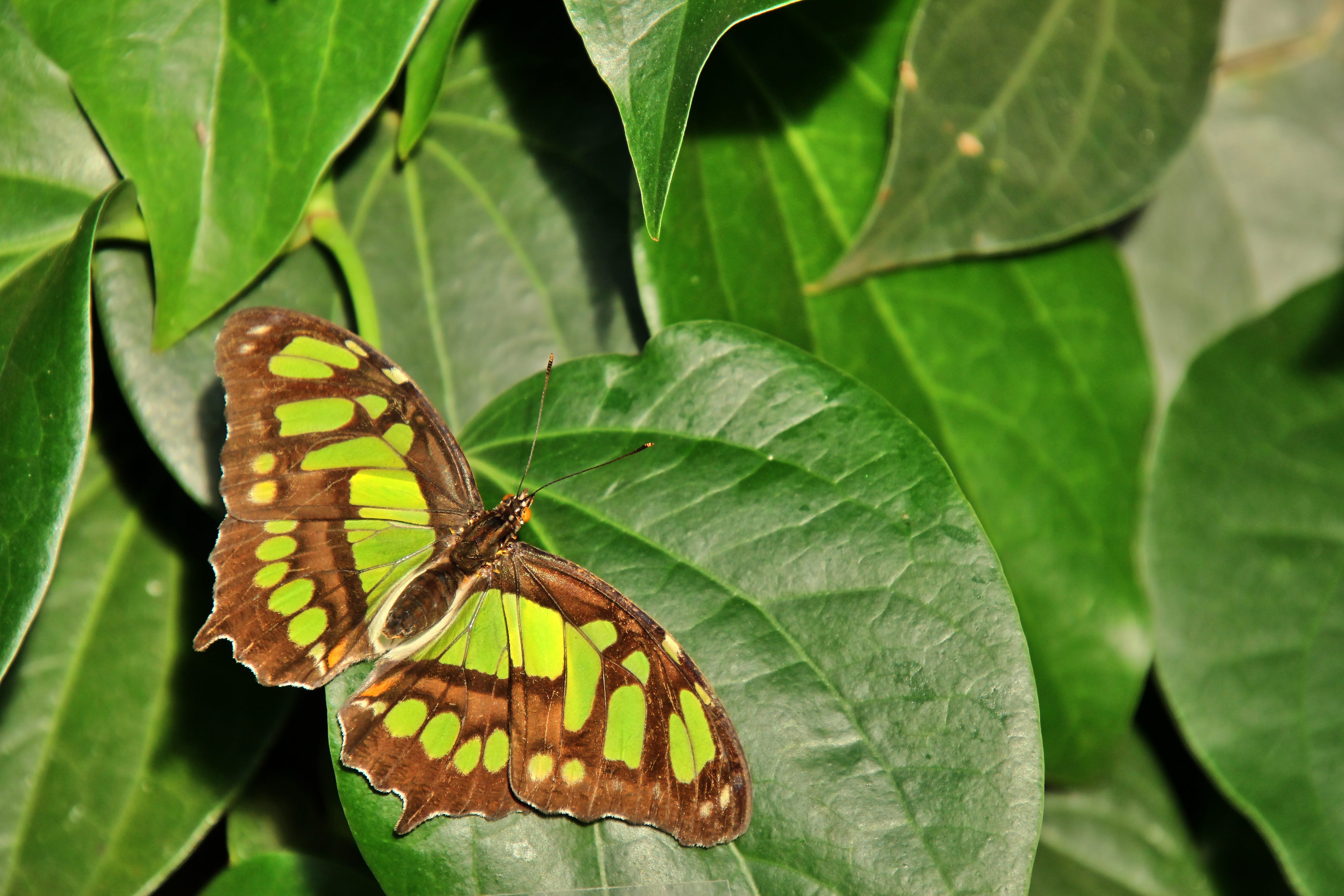 brown, flying, edelfalter, spread, beauty in nature, malachite, exotic, day, outdoors, one animal, growth, green, tropical, animal themes, plant, invertebrate, HD Wallpaper