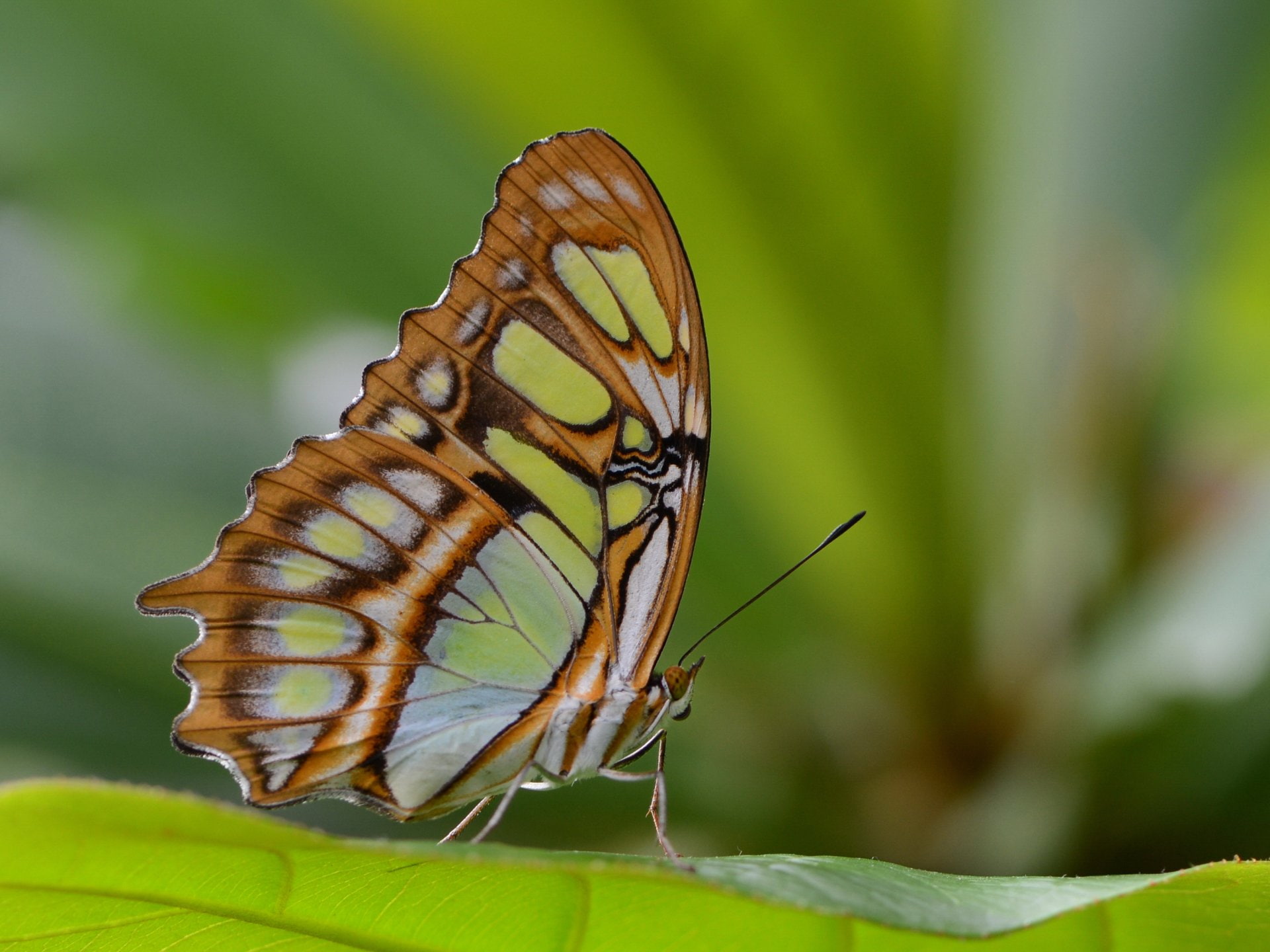 Butterfly, 1080P, Animal, Malachite Butterfly, HD Wallpaper
