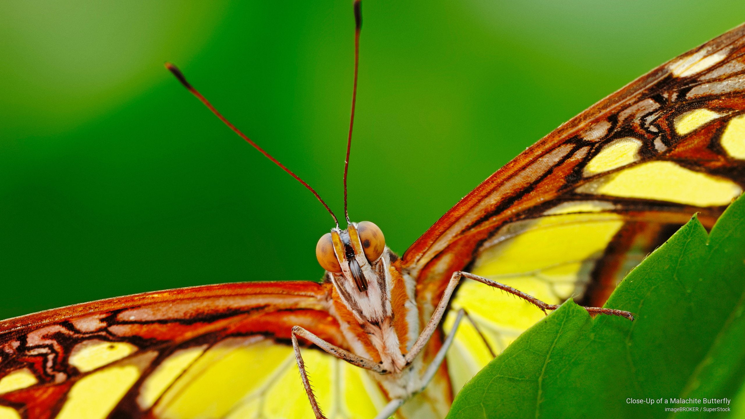 2K, malachite, close, Animals, butterfly, HD Wallpaper