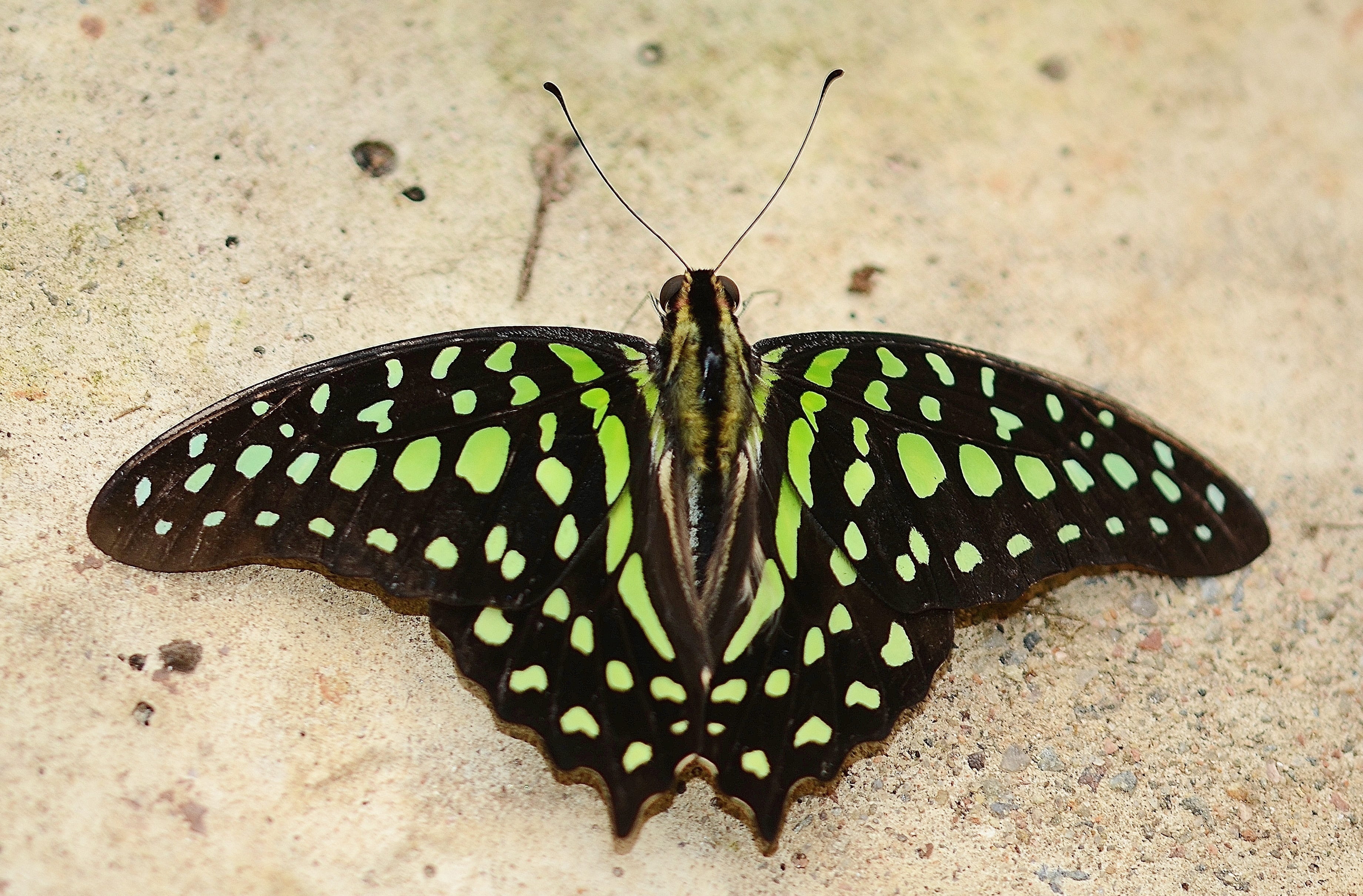 animals in the wild, natural pattern, wildlife, butterfly, nature, insect, animal wing, day, zoology, animal, black, butterfly - insect, beauty in nature, HD Wallpaper