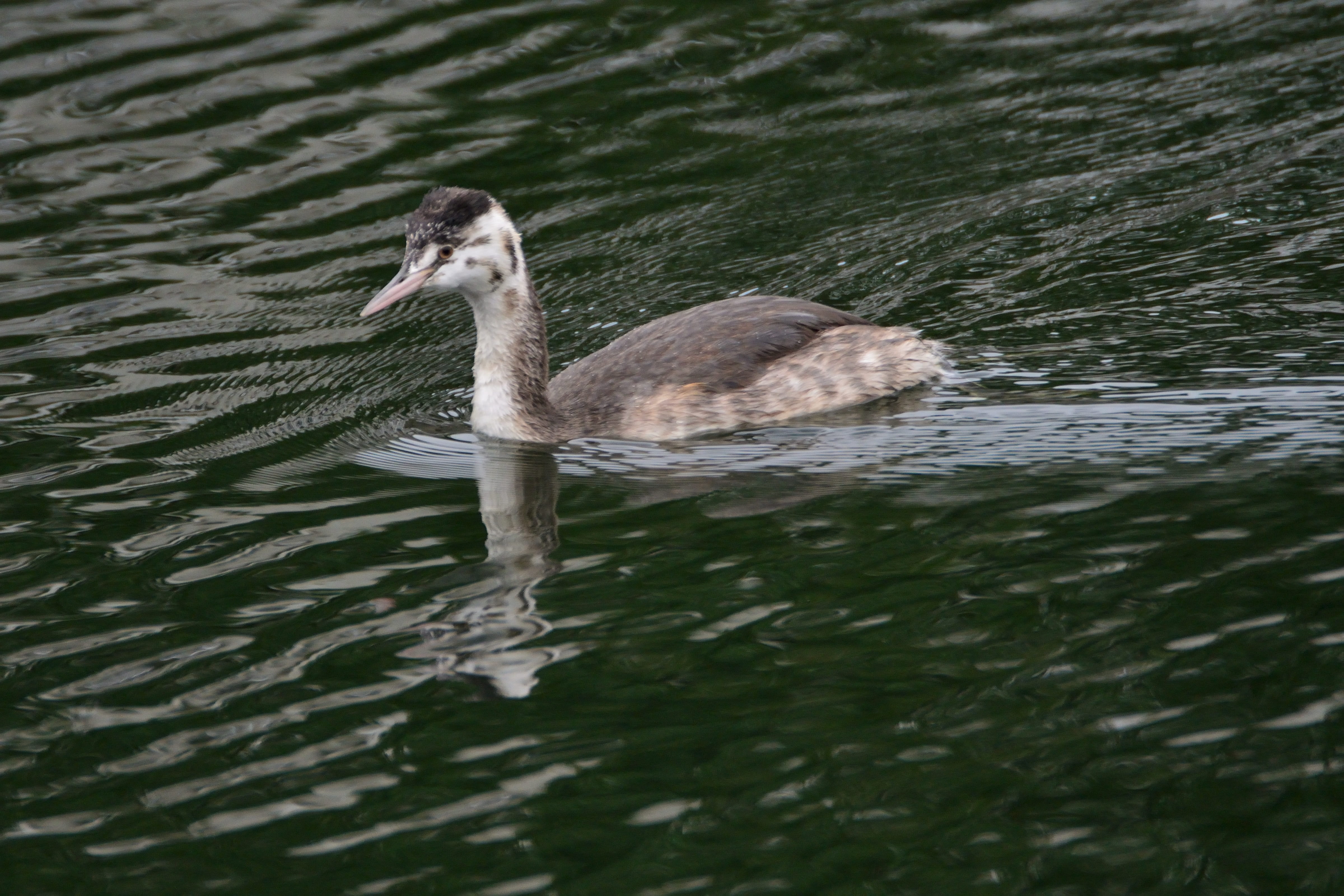 no people, pond, animal wildlife, floating on water, wild animals, swimming, water, animal themes, water bird, animal, nature, 4K, one animal, young bird, HD Wallpaper