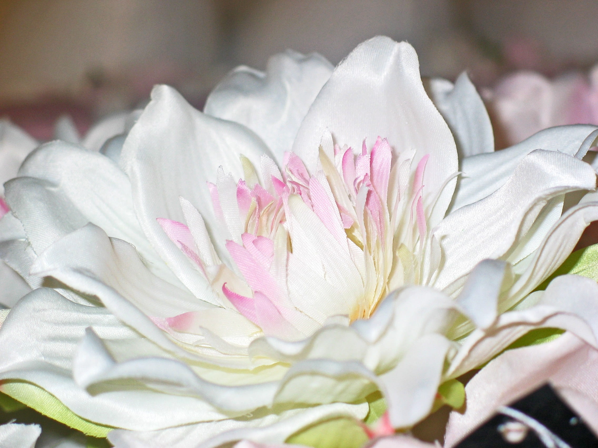 pink color, 1080P, white, gift, deco, water lily, artificial, springtime, vulnerability, soft focus, paper flowers, freshness, no people, close, pink, HD Wallpaper