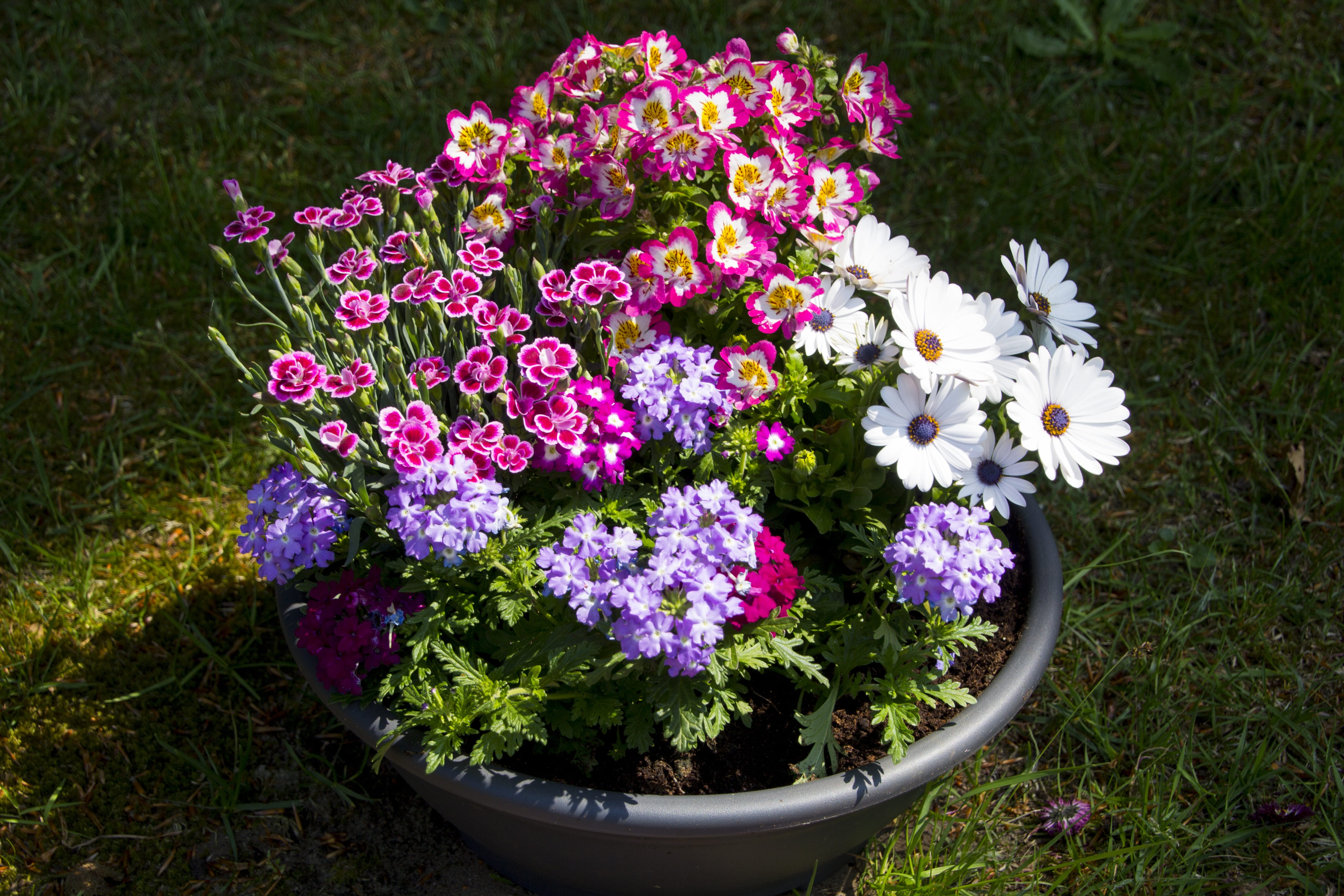 field, vulnerability, garden, growth, flower head, day, flower arrangement, decoration, springtime, close-up, purple, pink color, flower, flowerpot, land, HD Wallpaper