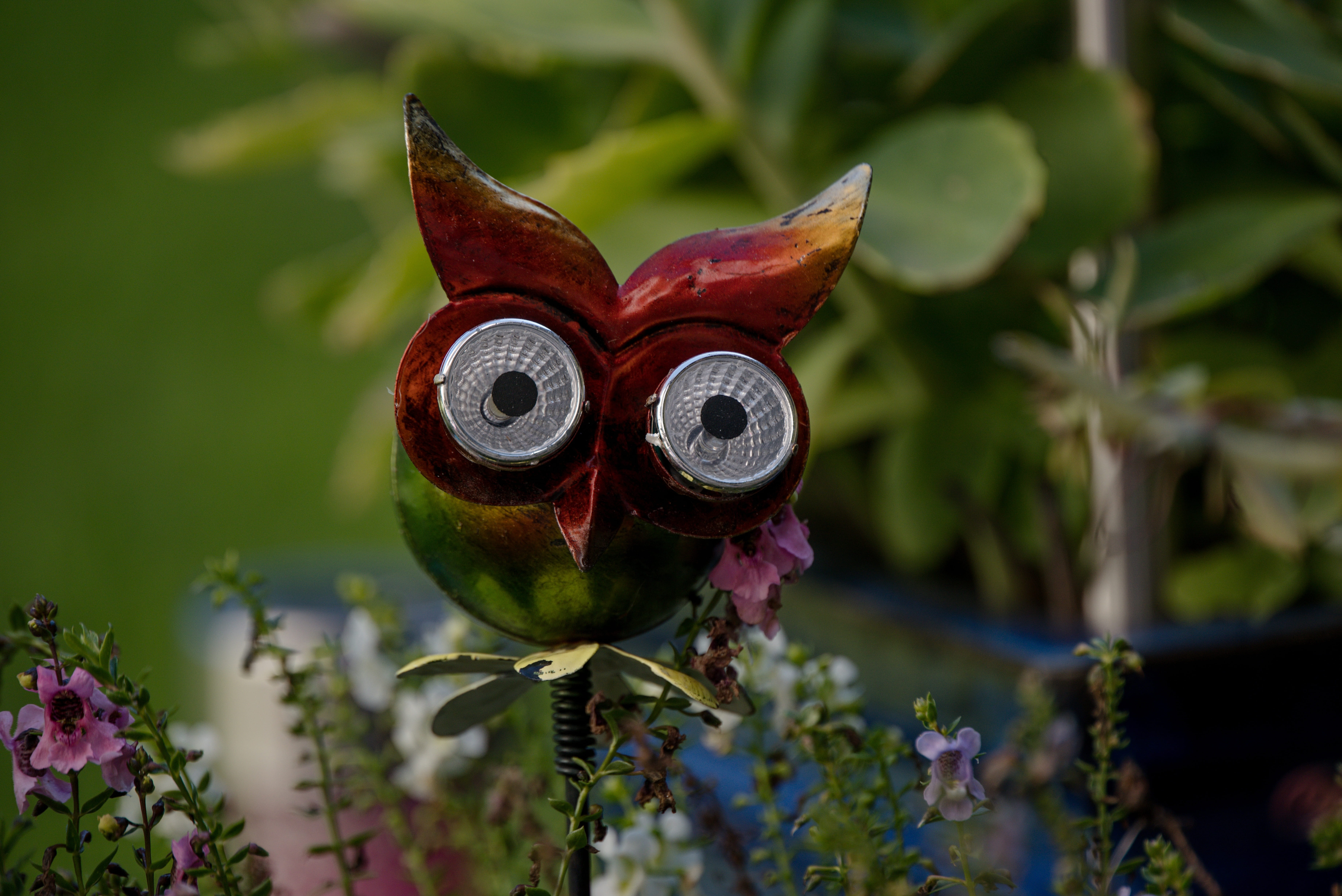 plant part, flowering plant, focus on foreground, beauty in nature, flower, plant, owl, fragility, gartendeko, green color, petal, flower head, no people, HD Wallpaper