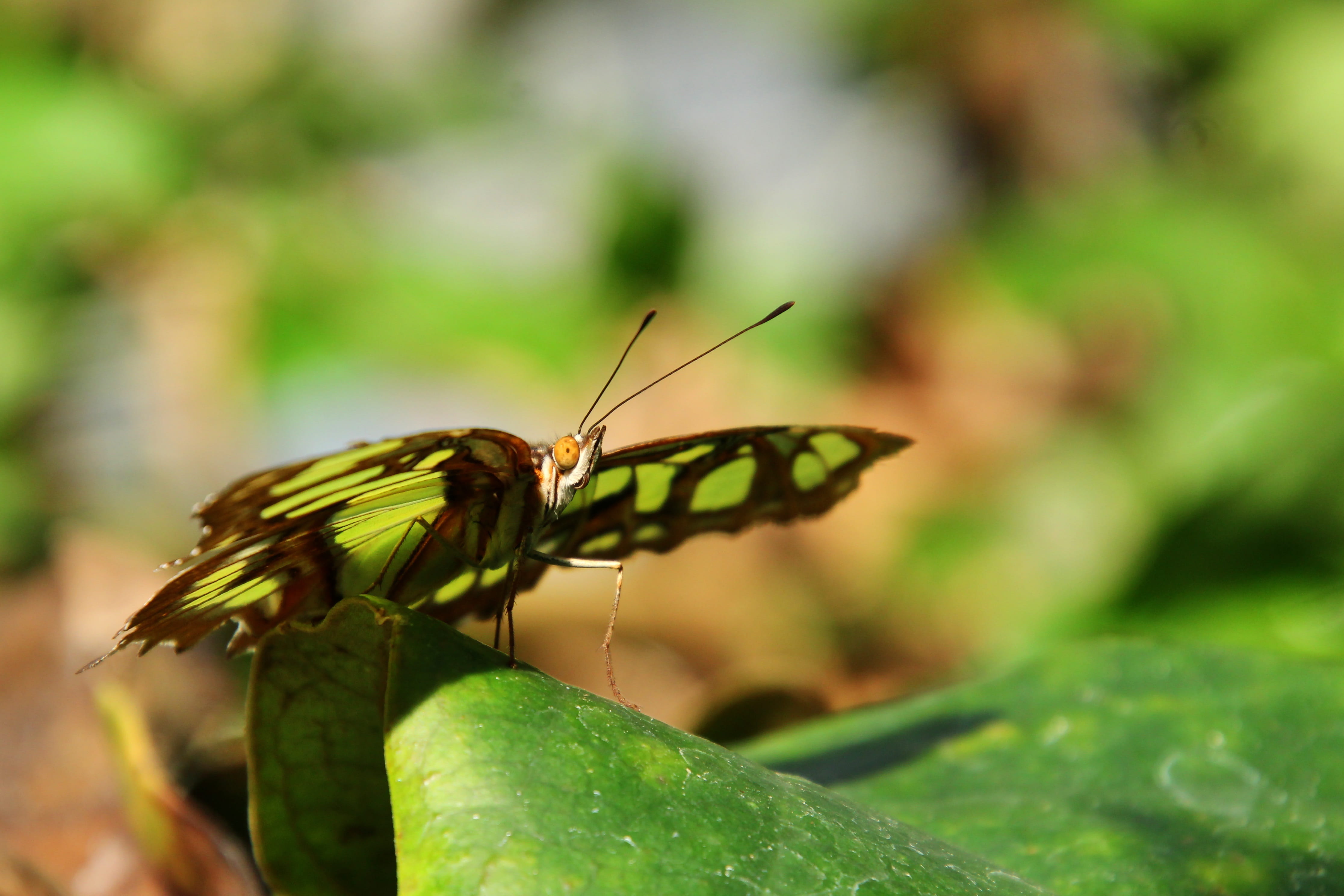 animal, leaf, butterfly - insect, animal antenna, nymphalidae, selective focus, green, spread, exotic, spotted, nature, one animal, animal themes, animal wildlife, HD Wallpaper