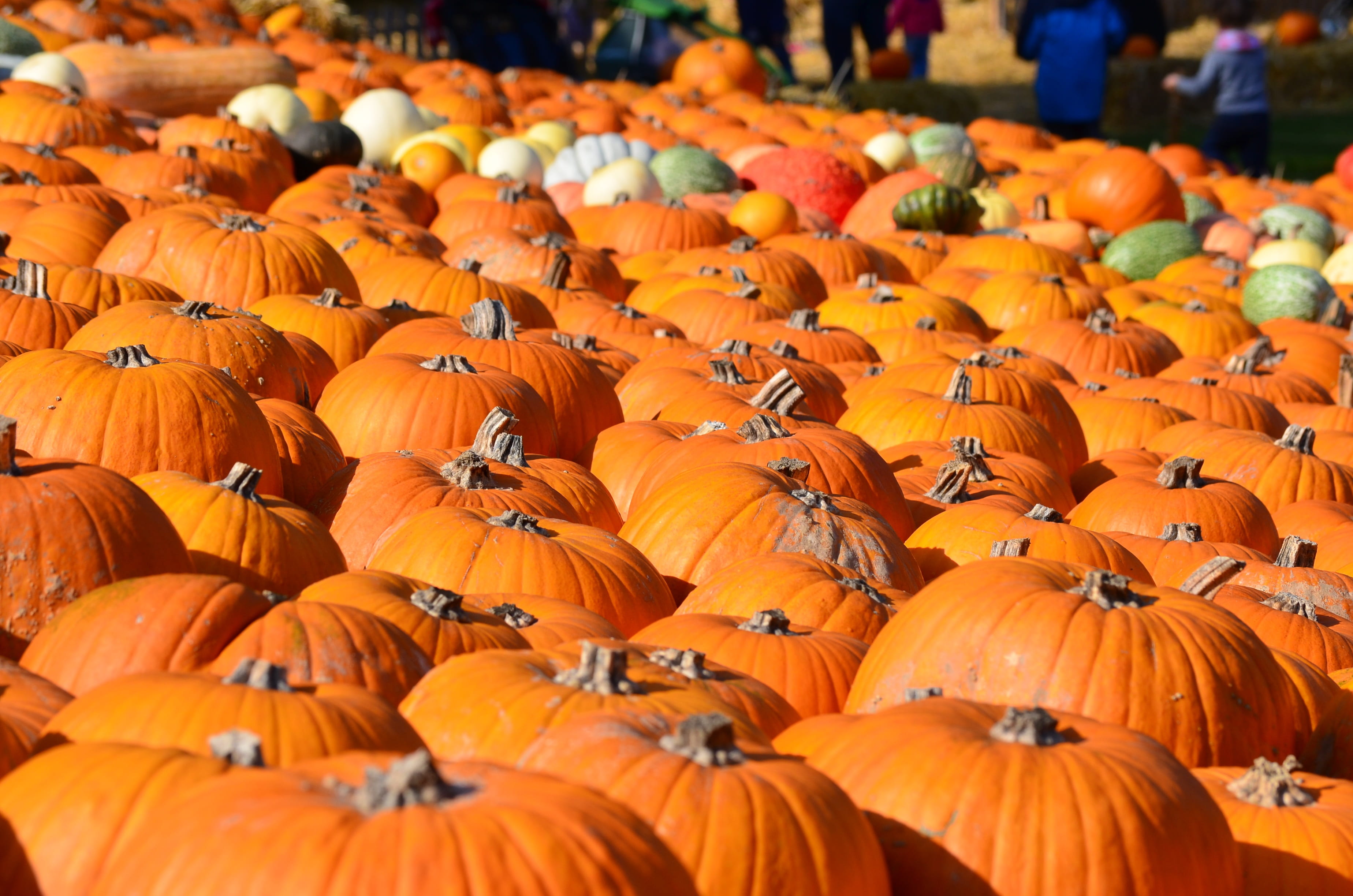 focus on foreground, outdoors, large group of objects, nature, bunch, autumn, healthy eating, sunlight, vegetarian food, day, vegetable, food and drink, HD Wallpaper