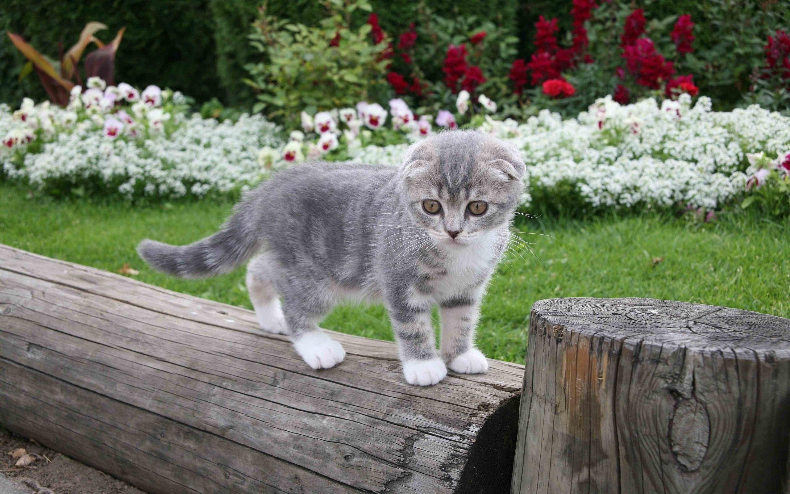 animals, flower, 2K, garden, grass, cute, kitten, animal, HD Wallpaper