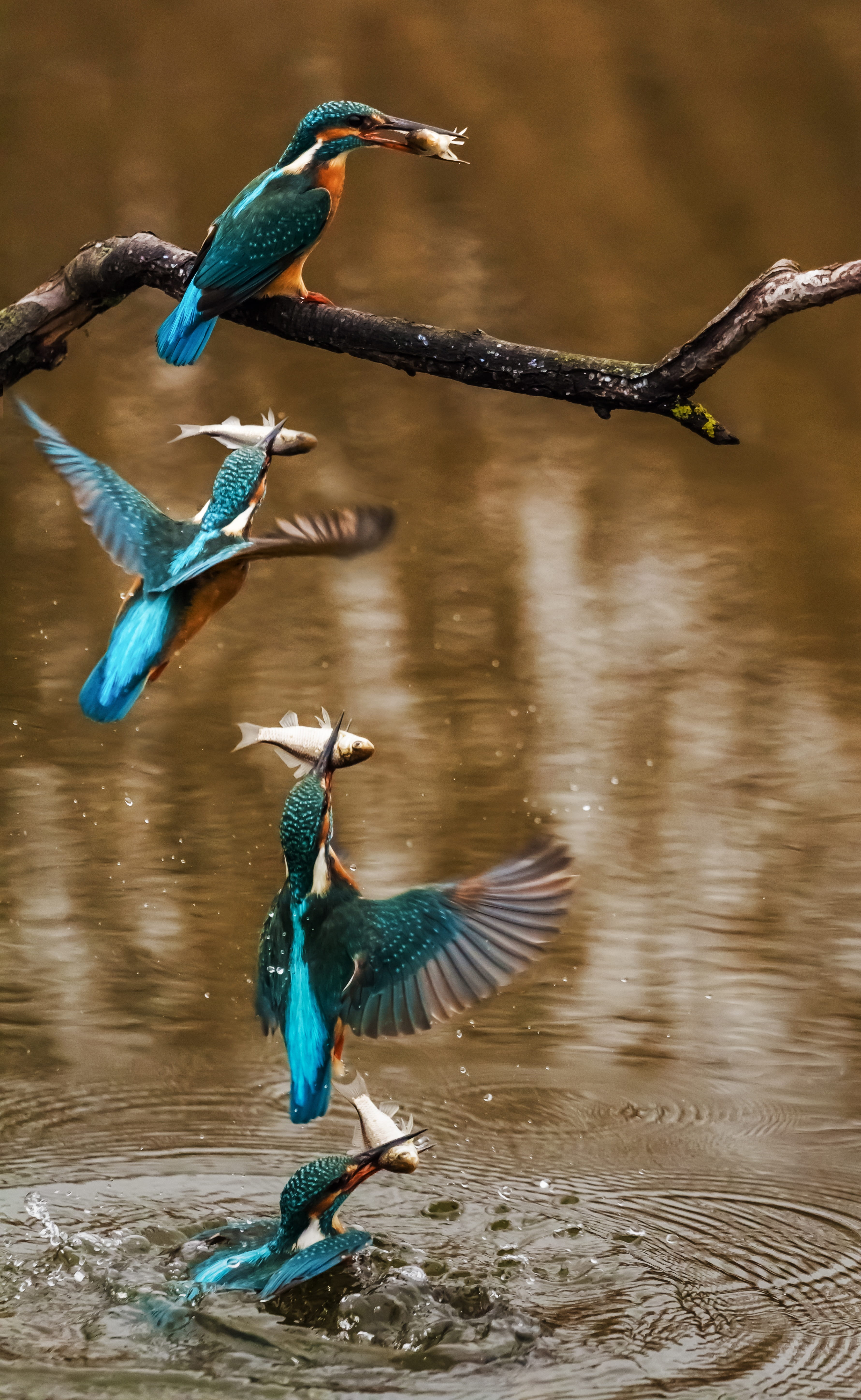 animal wildlife, feathered, atthis, vertebrate, kingfisher, animals in the wild, day, female, birds, waterfront, bird, group of animals, flapping, fast, Phone HD Wallpaper