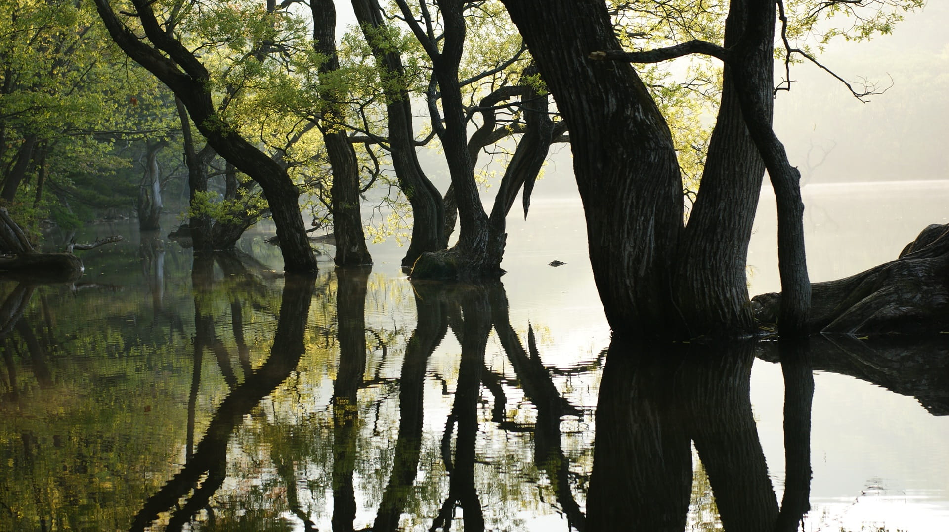tree trunk, tree, no people, autumn, tranquil scene, reflection, trunk, wood, day, reflect, water, plant, 1080P, lake, landscape, the main production, HD Wallpaper