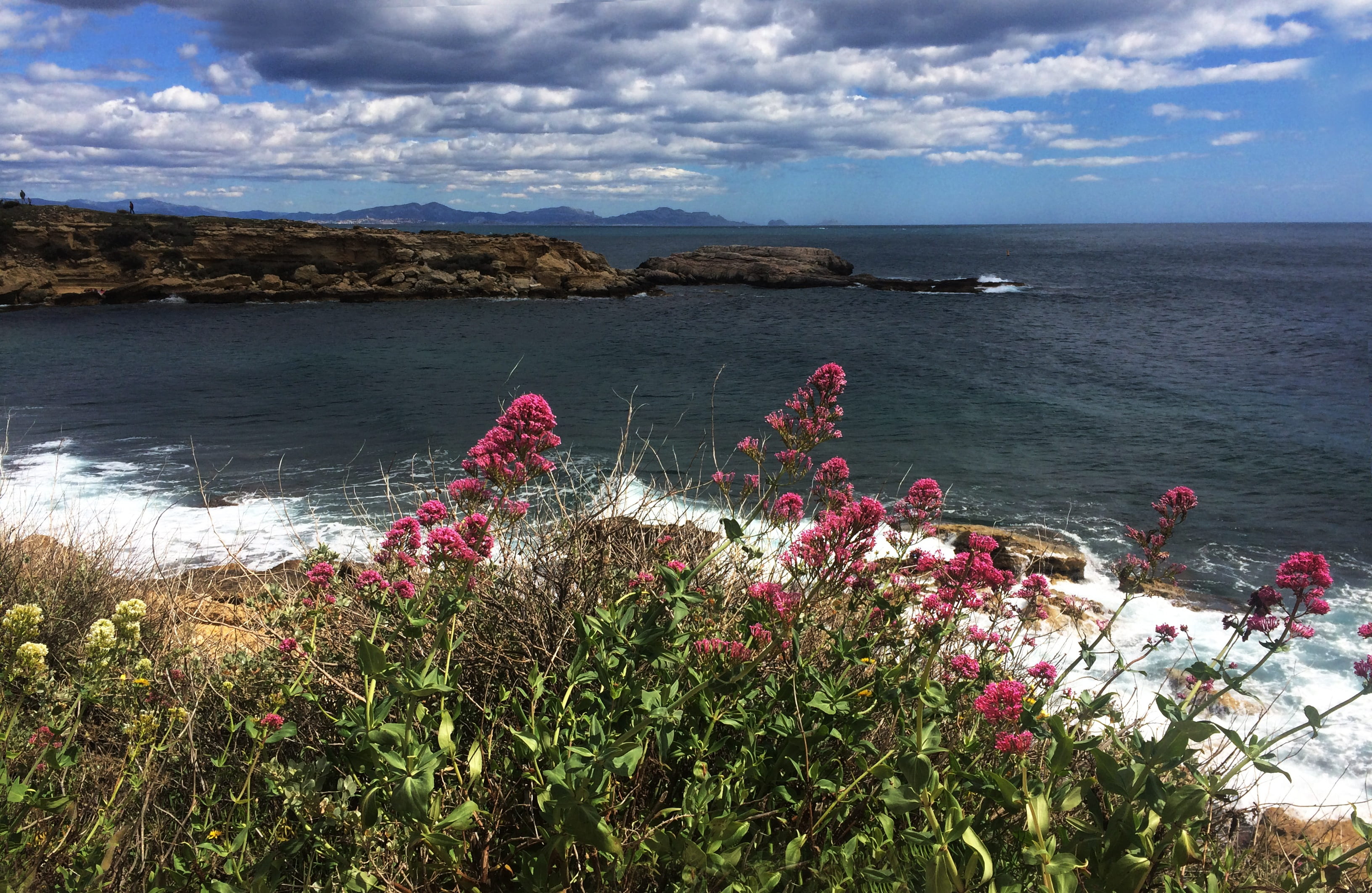 provence, sea, beauty in nature, most beach, non-urban scene, rock, growth, fragrance, wild flowers, blossom, day, no people, water, cote bleue, landscape, HD Wallpaper