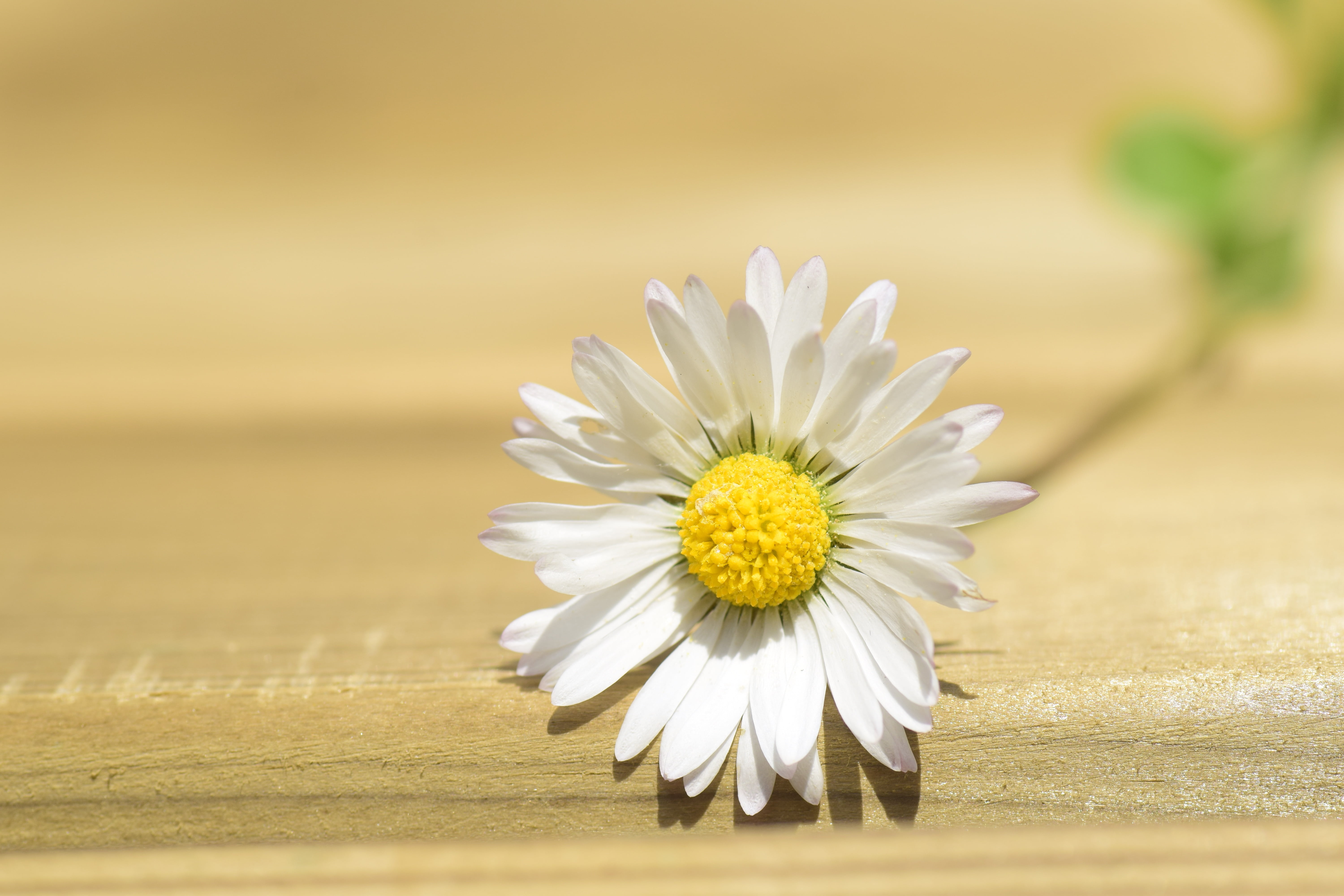 simply, single bloom, greeting card, spring, greeting, plant, softness, flower, small flower, blossom, embassy, daisy, white, yellow, focus on foreground, HD Wallpaper