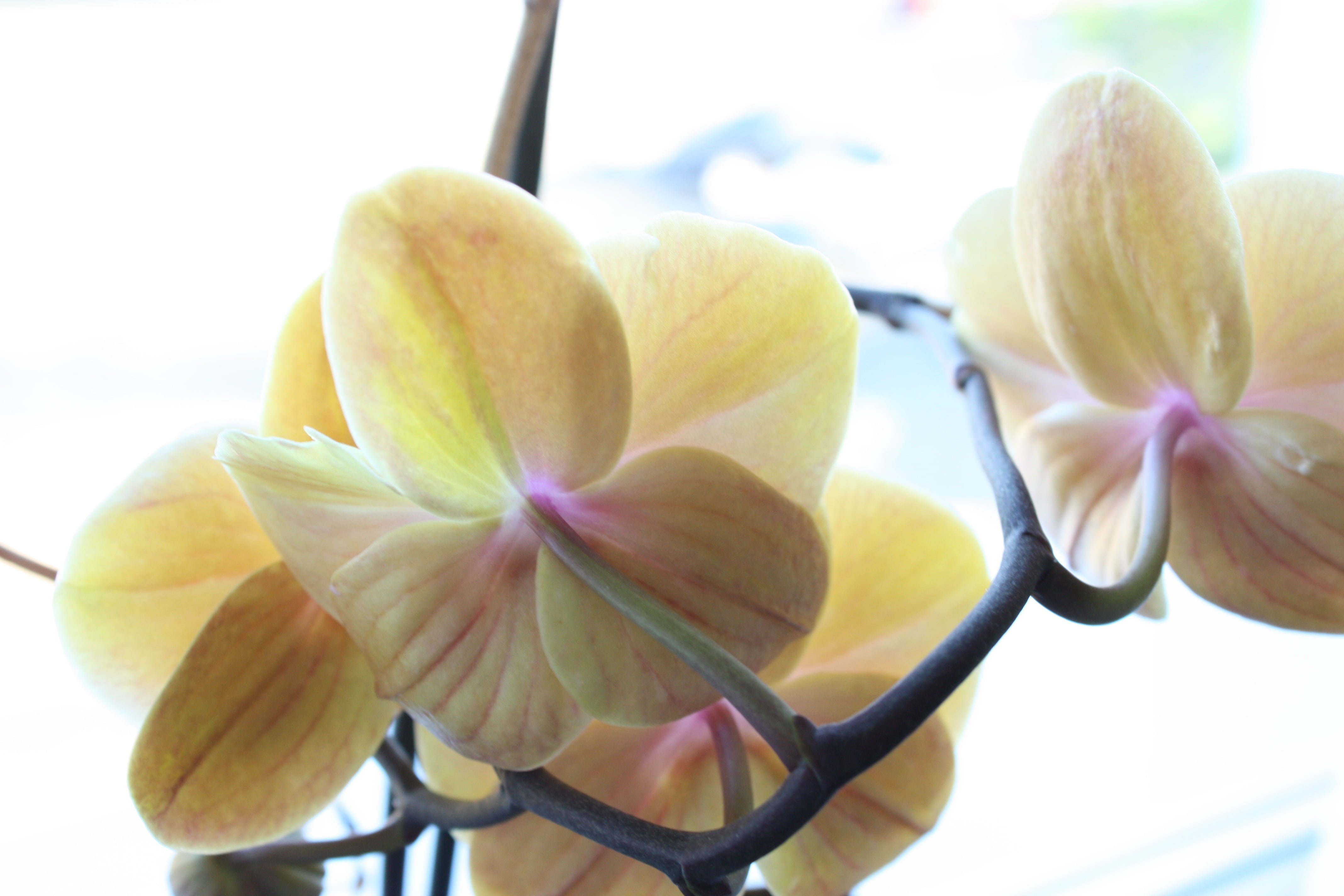 freshness, summer, water, flower fullness, inflorescence, growth, orchid like, petal, orchid, no people, fragility, flowering plant, flower, colorful, macro, HD Wallpaper