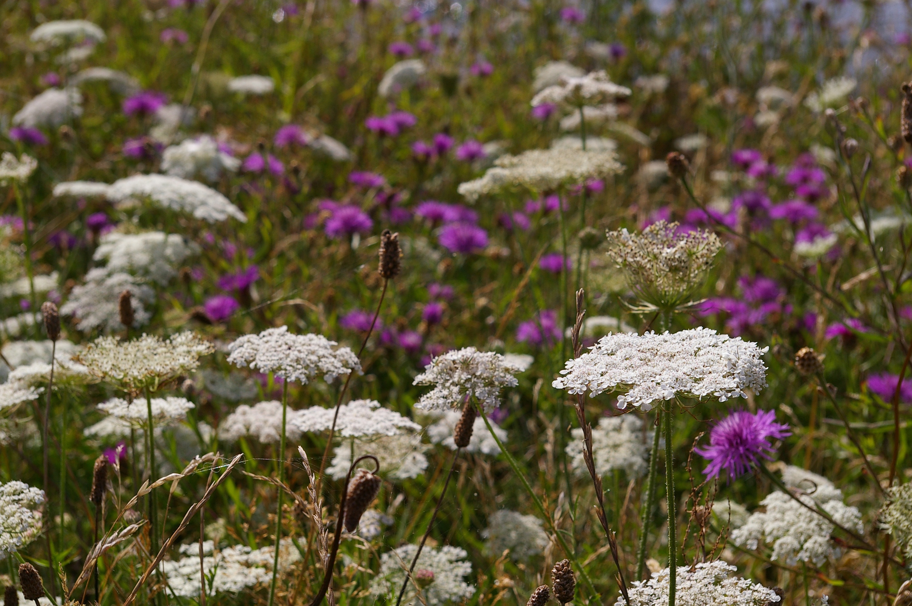 rest, day, freshness, connectedness, fragility, beauty in nature, flowers, walk, lavender, summer meadow, white, relax, summer, flower, vulnerability, denmark, HD Wallpaper