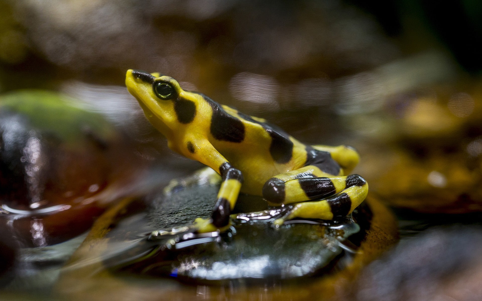 selective focus, close-up, marine, animal wildlife, animals, swimming, macro, underwater, frog, animal, sea, animals in the wild, amphibian, water, fish, HD Wallpaper